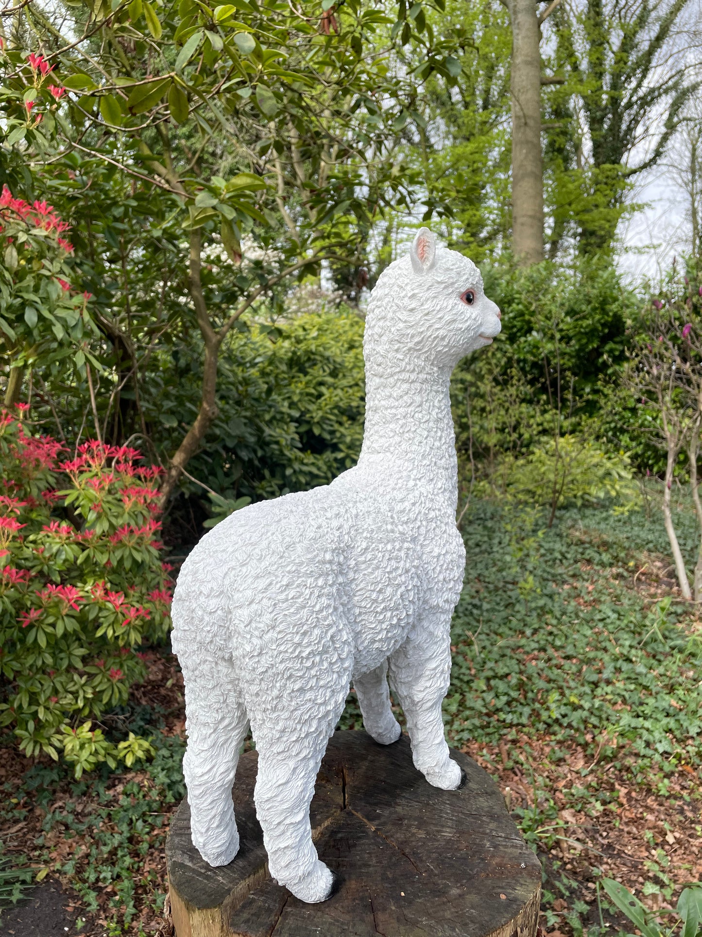 (Tuin)Beeld alpaca, lama, tuin, gazon, manege, boerderij 55cm