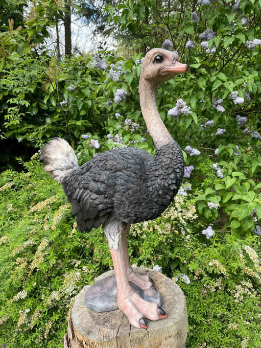 Beeld Struisvogel, gazon, tuin, vijver, dierentuin 70cm