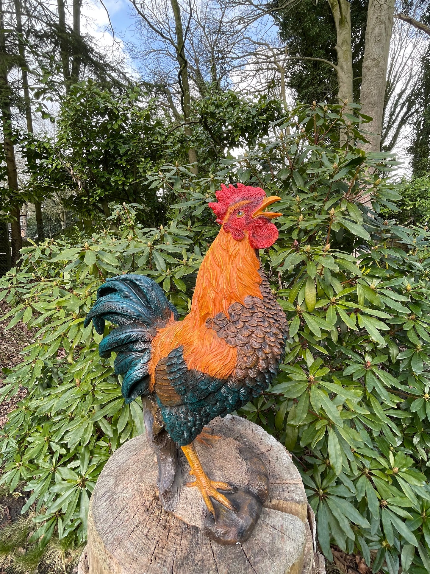 Beeld Haan, tuin, vijver, gazon, boerderij 50cm