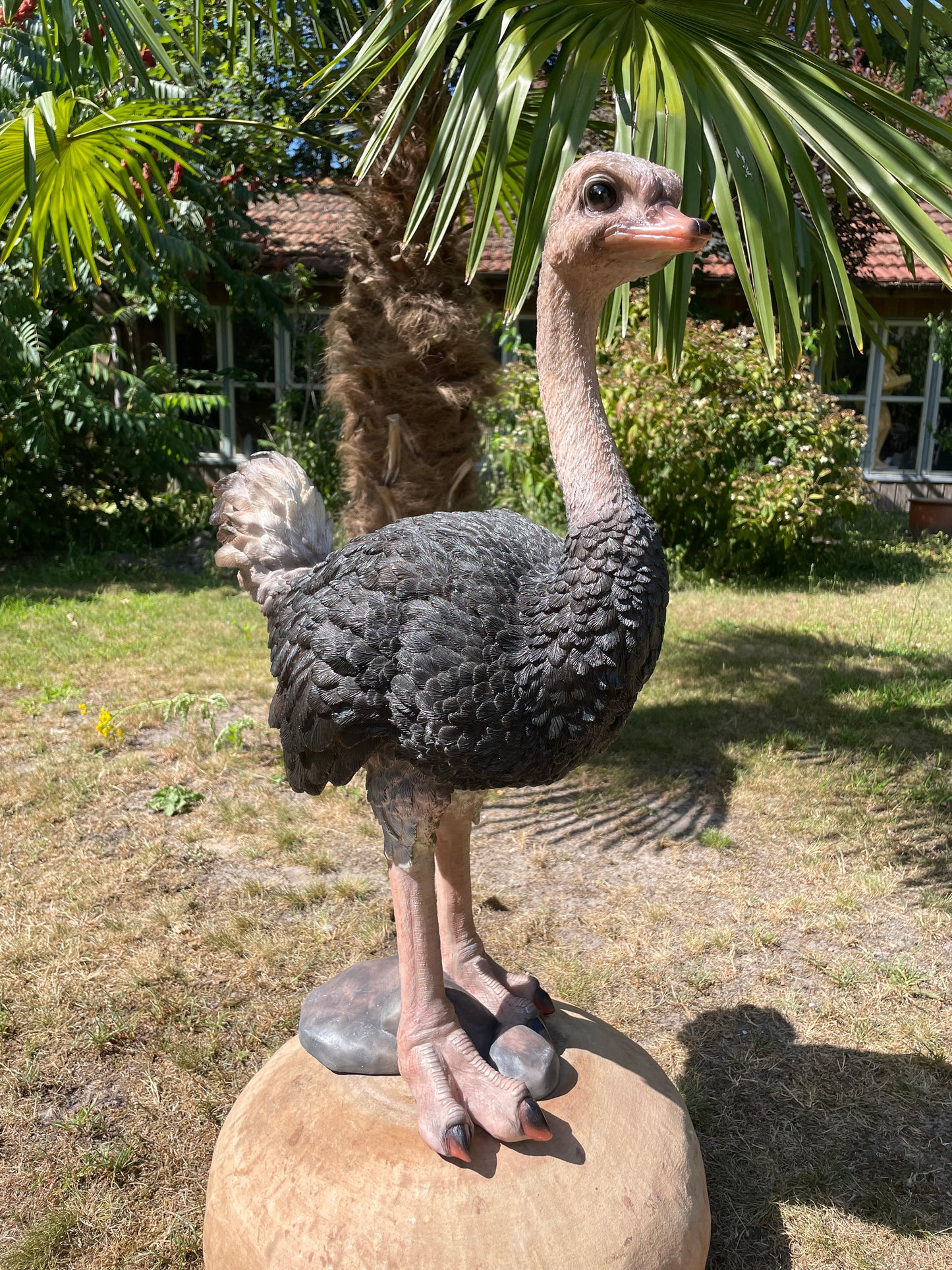 Beeld Struisvogel, gazon, tuin, vijver, dierentuin 70cm