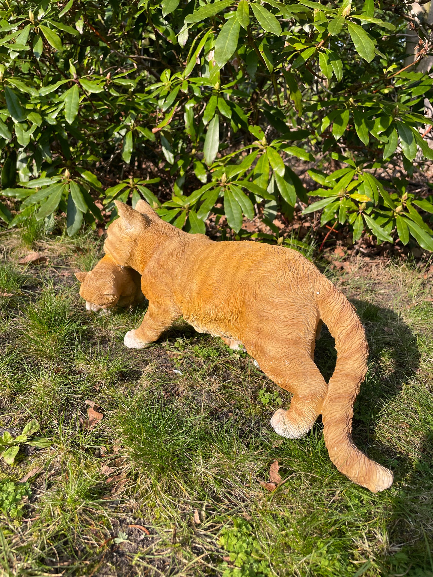 Poes, kat, tuin, gazon, kitten, boerderij 50cm