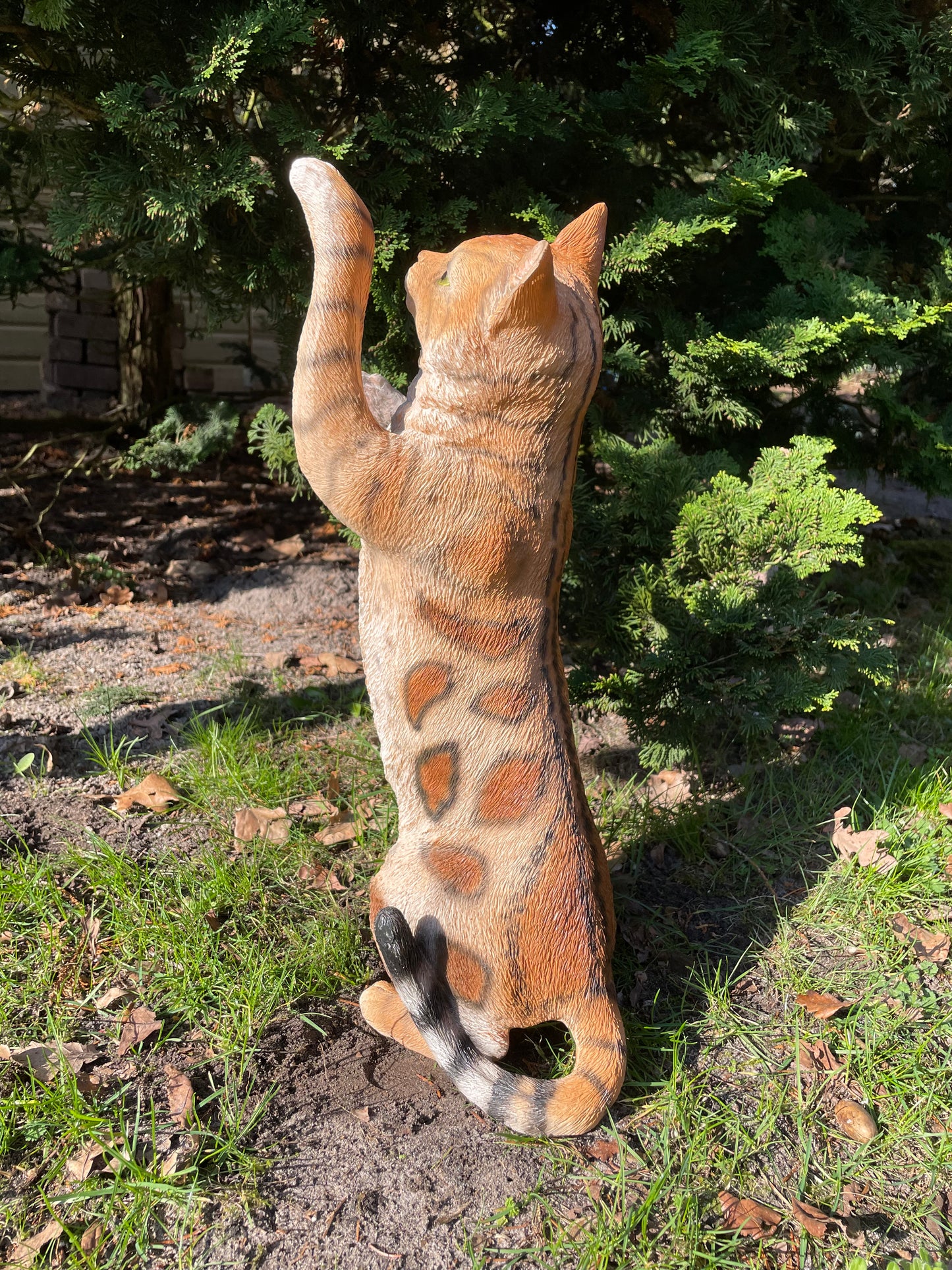 Poes, kat, tuin, gazon, kitten, boerderij 50cm