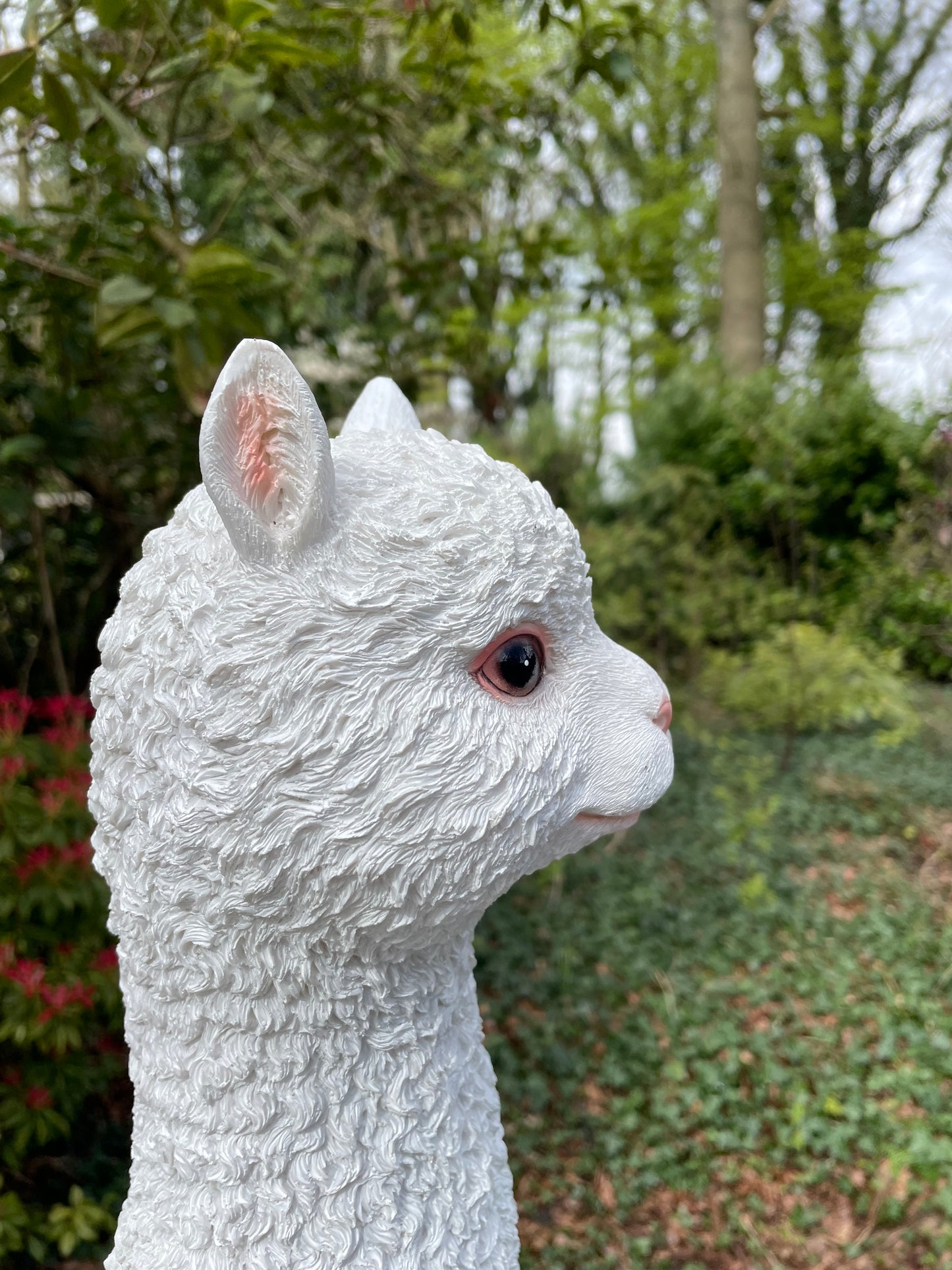 (Tuin)Beeld alpaca, lama, tuin, gazon, manege, boerderij 55cm