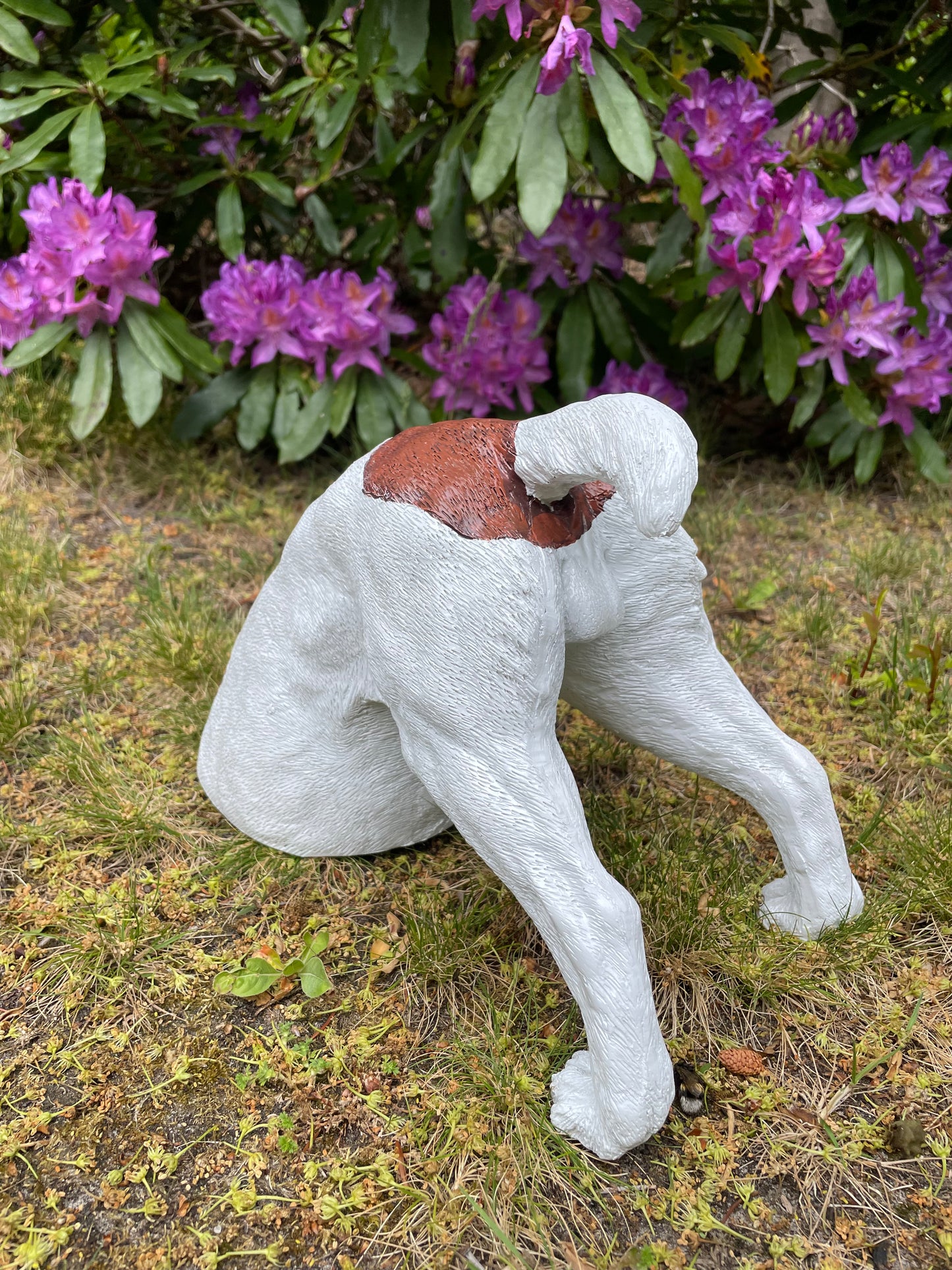 Beeld Jack Russel hond wit/bruin tuin, gazon, boerderij 30cm