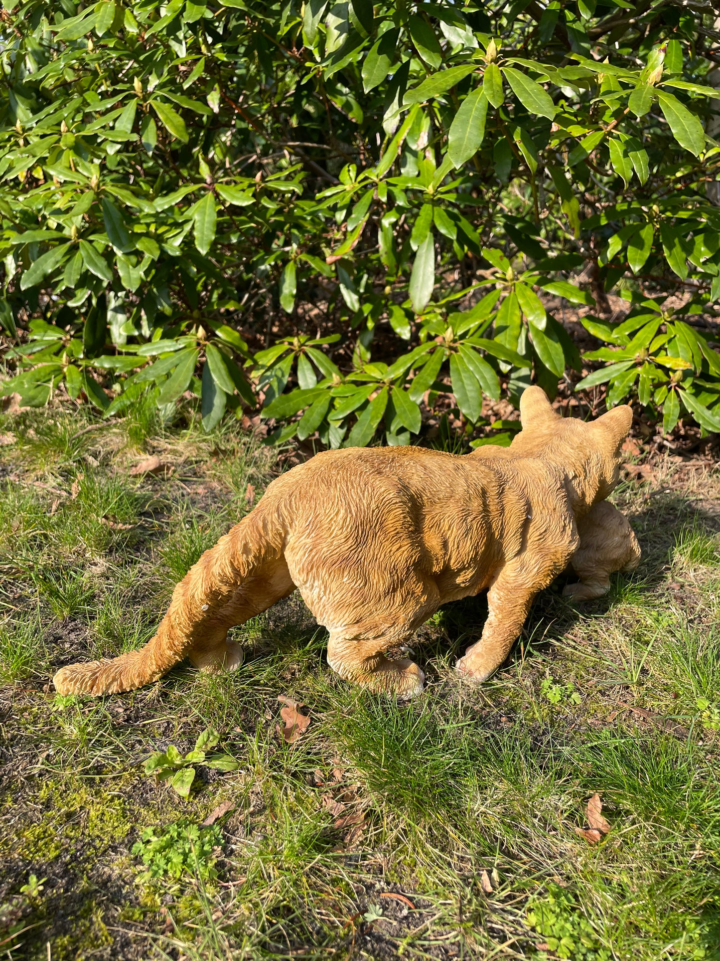 Poes, kat, tuin, gazon, kitten, boerderij 50cm