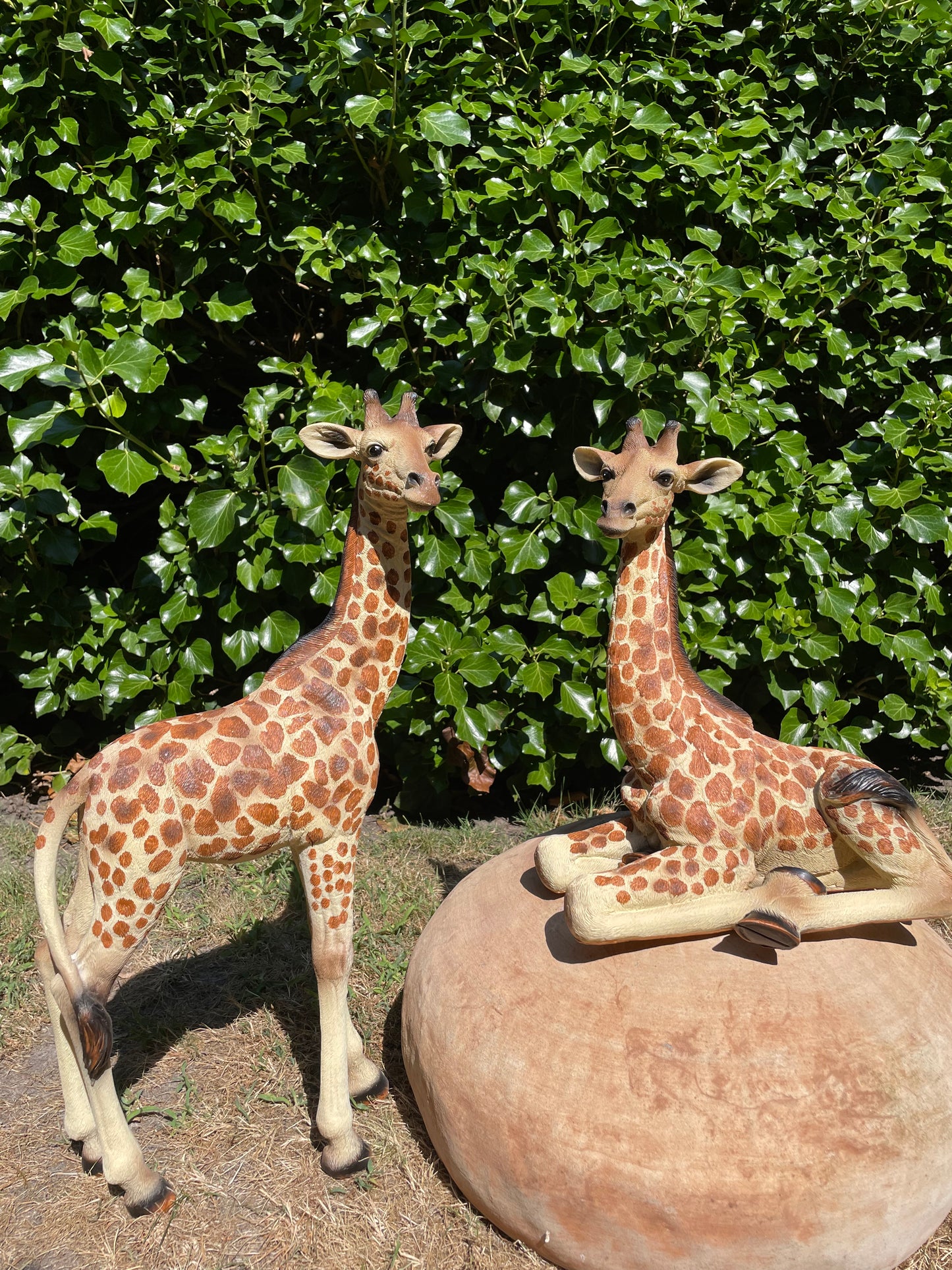 Giraf, staand, tuin, woonkamer, dierentuin 55cm