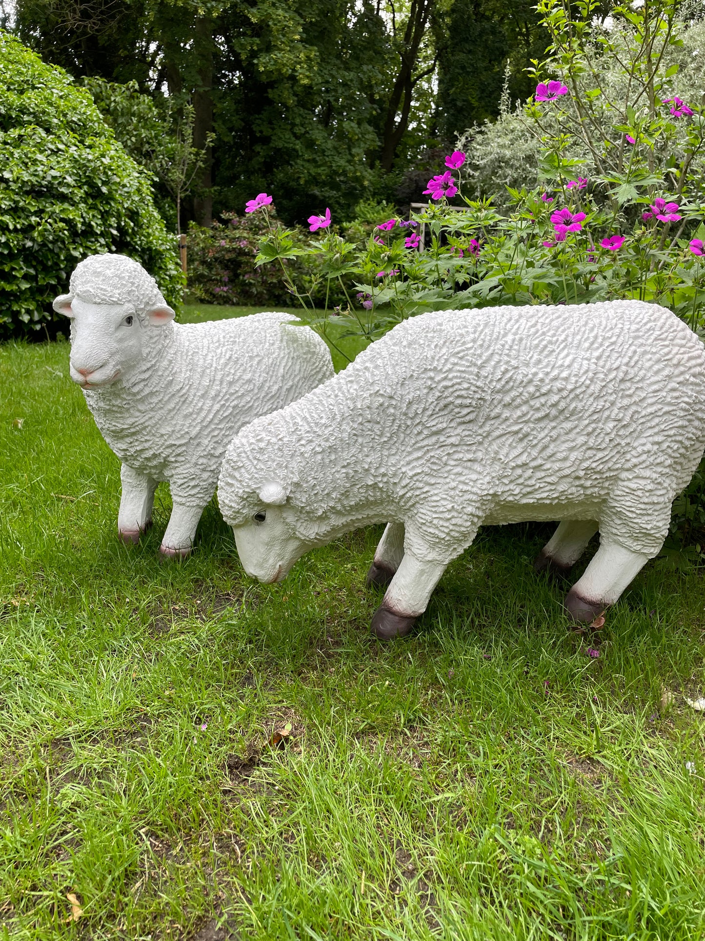 Set Merino wolschapen, gazon, tuin, boerderij 70-65cm