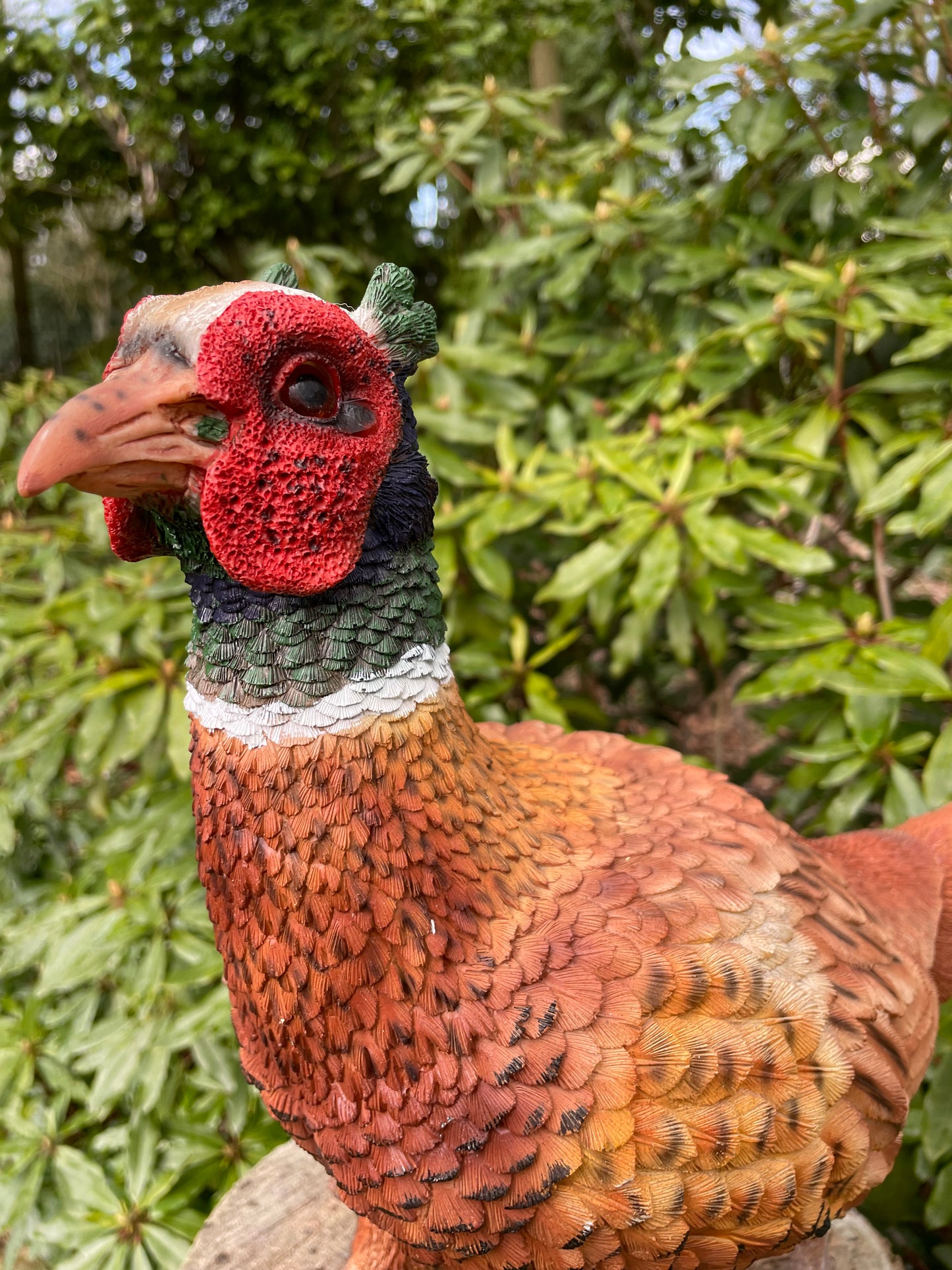 Beeld fazant, tuin, vijver, gazon, boerderij 80cm