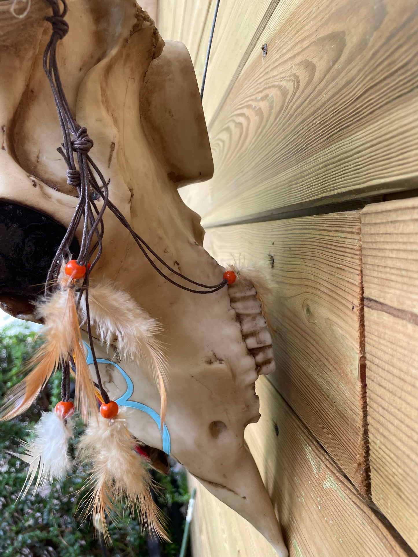 Wand buffelschedel Indiana , woonkamer, cowboy 65cm