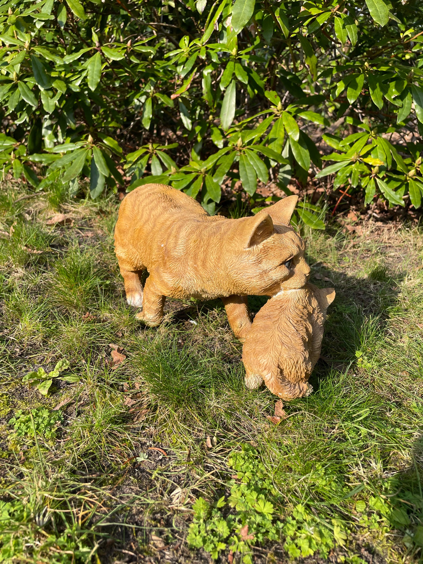 Poes, kat, tuin, gazon, kitten, boerderij 50cm