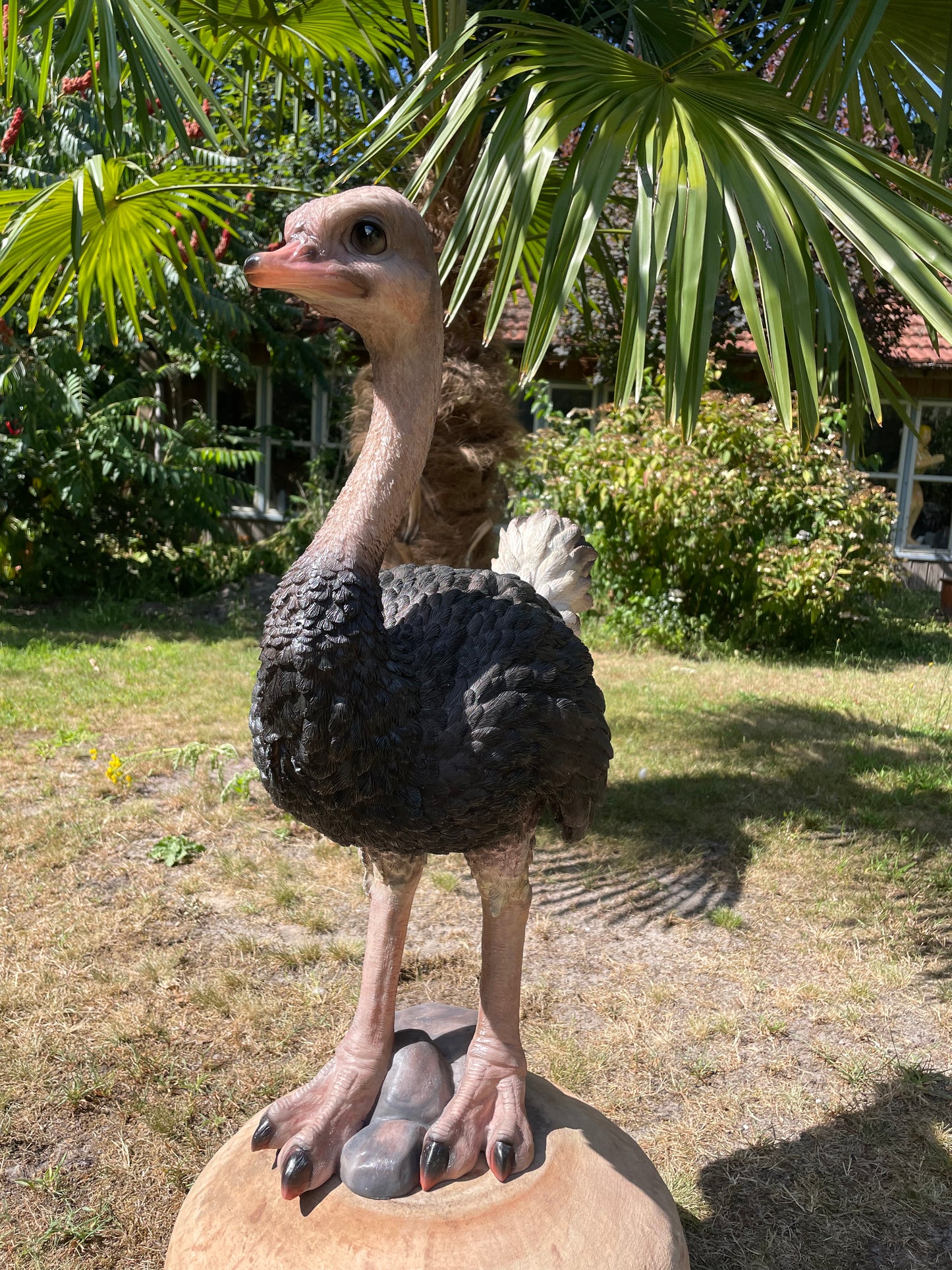 Beeld Struisvogel, gazon, tuin, vijver, dierentuin 70cm