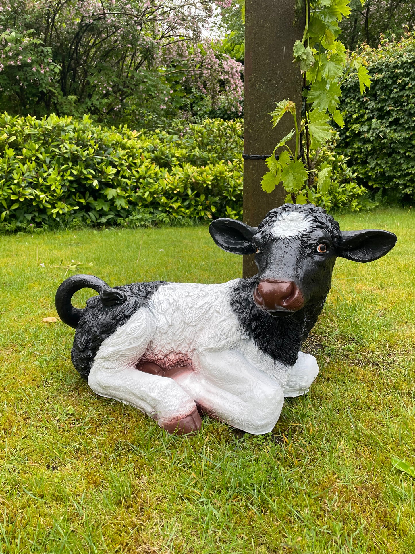 Koe kalf tuin, vijver, boerderij, dierentuin 75cm