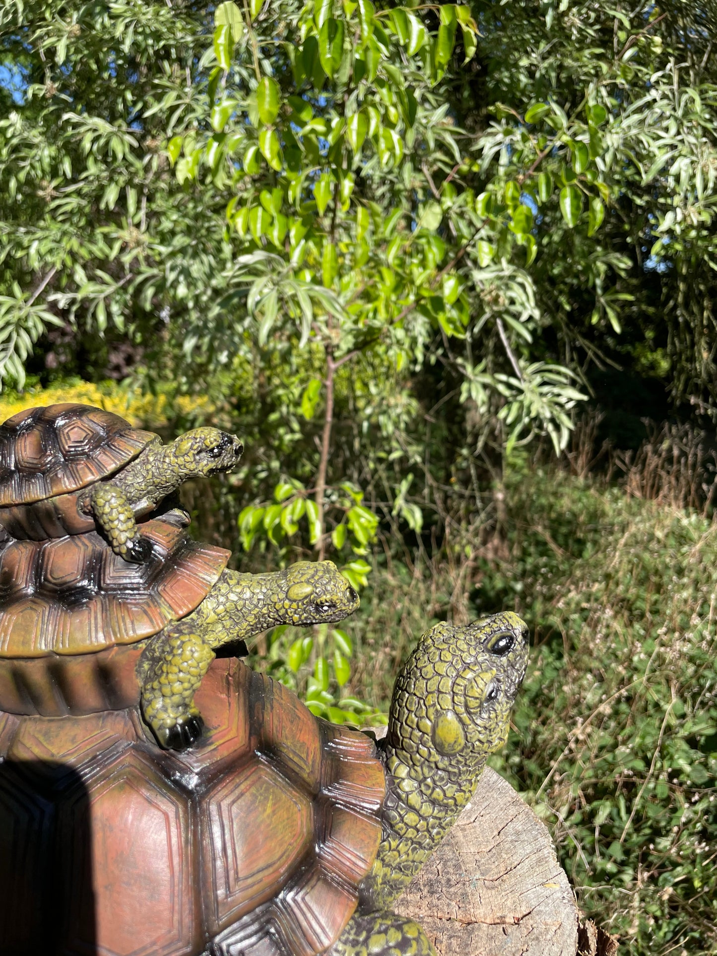 Baby 2x schildpad, gazon, tuin, vijver, 30 cm