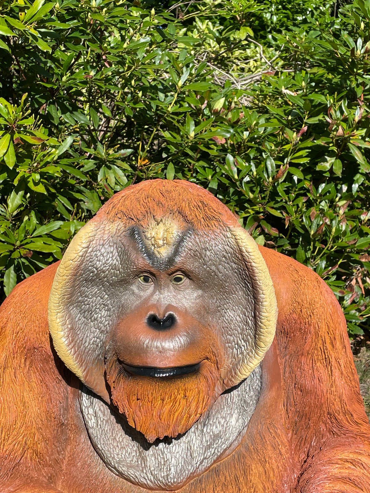 Orang Oetan  tuin, zwembad, vijver 80cm