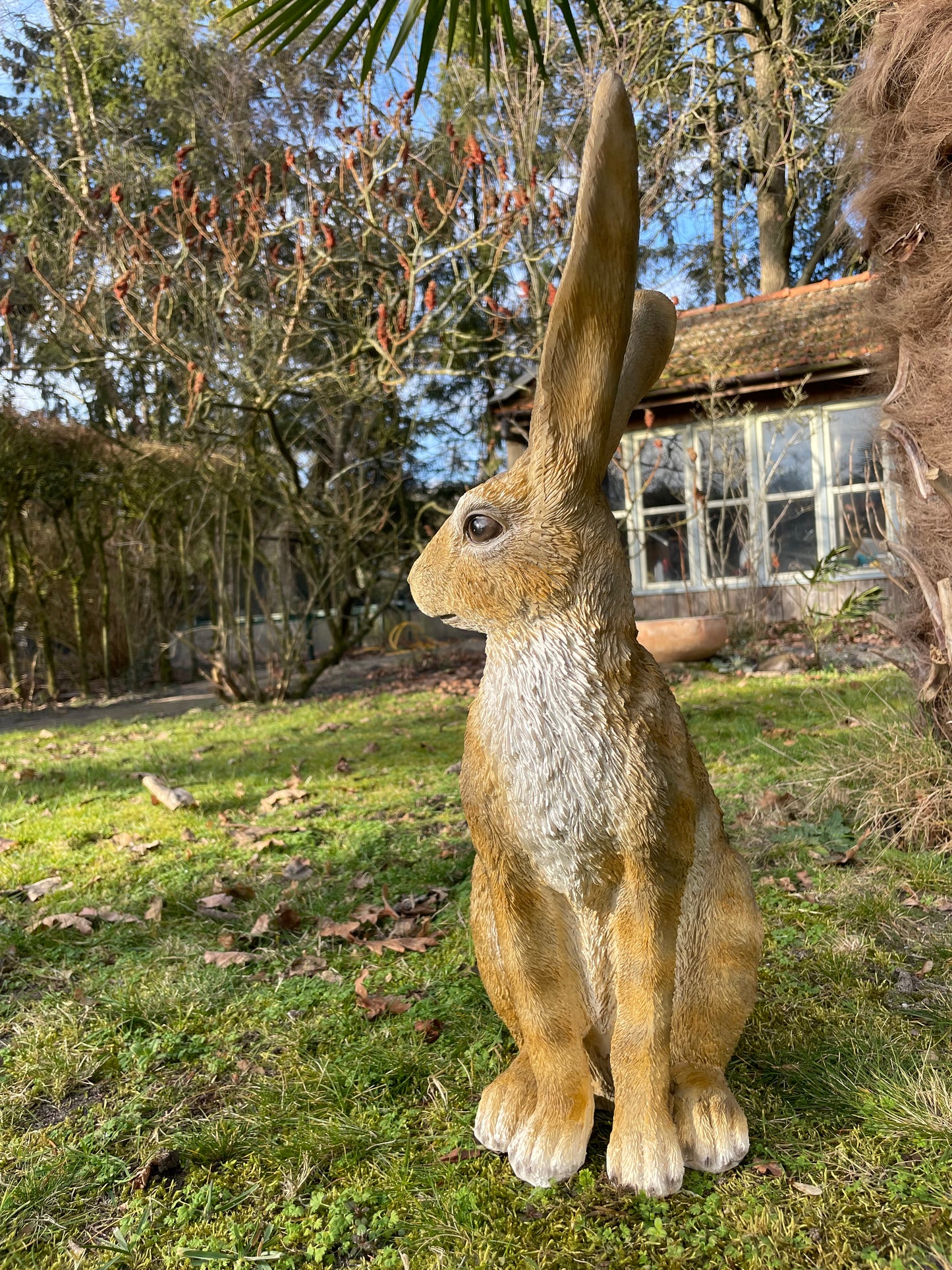 (Tuin)Beeld haas, zittend, konijn, vijver 54cm