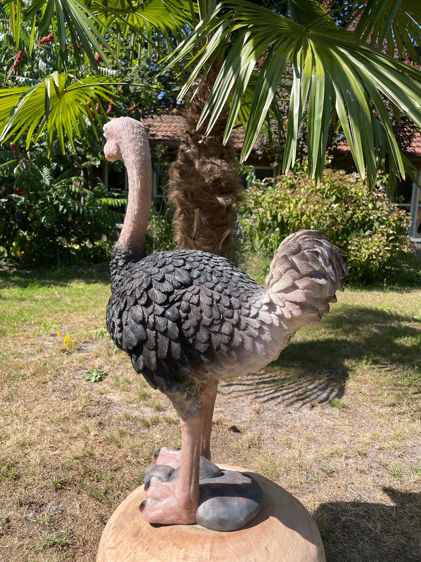 Beeld Struisvogel, gazon, tuin, vijver, dierentuin 70cm