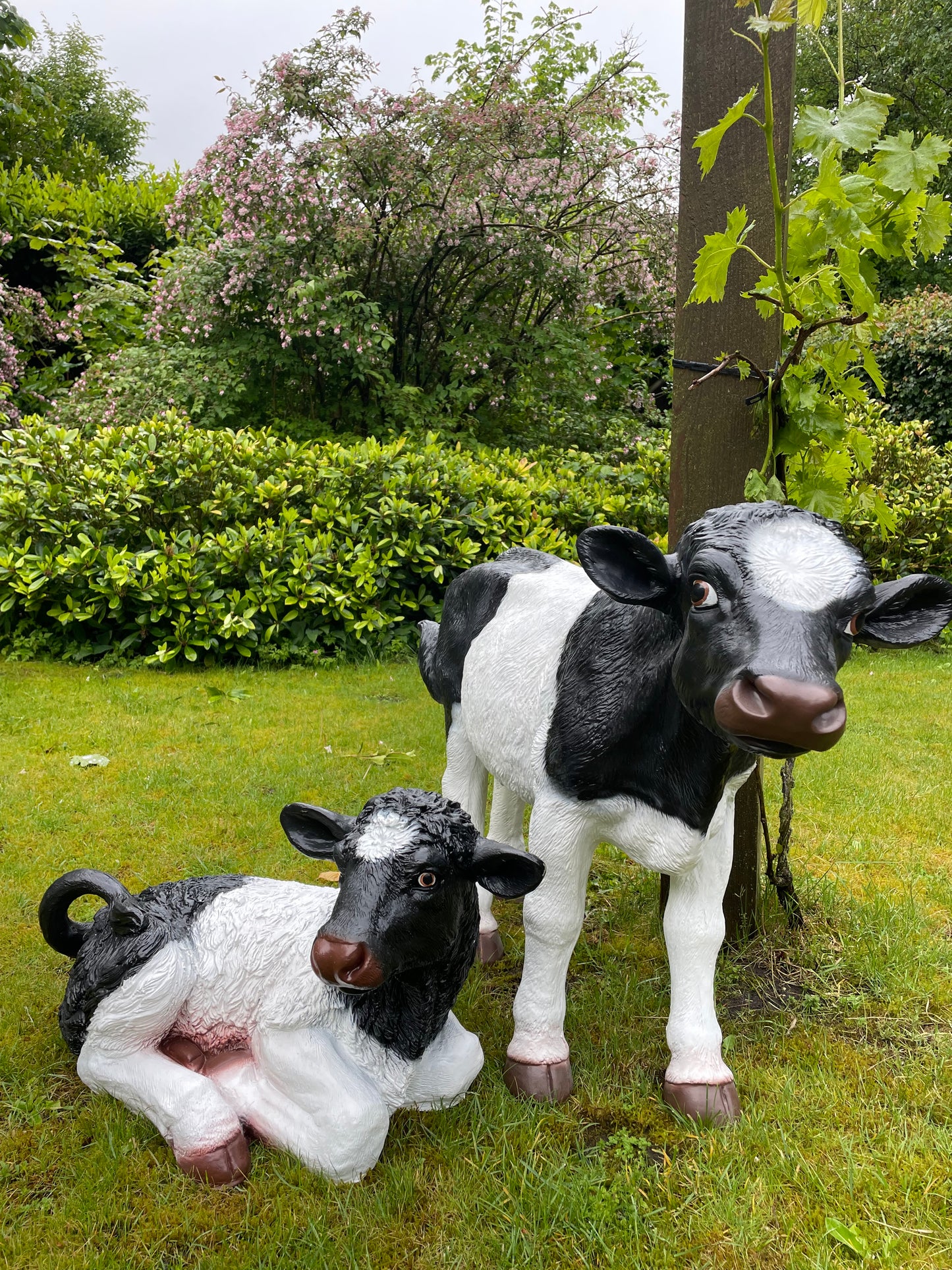 Koe kalf tuin, vijver, boerderij, dierentuin 75cm