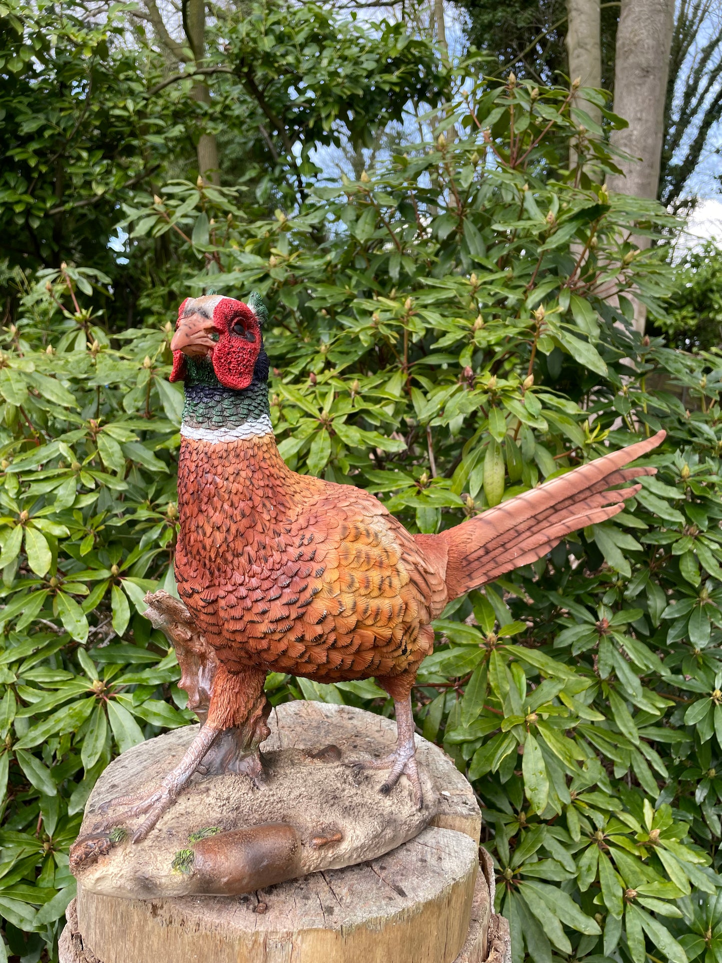 Beeld fazant, tuin, vijver, gazon, boerderij 80cm