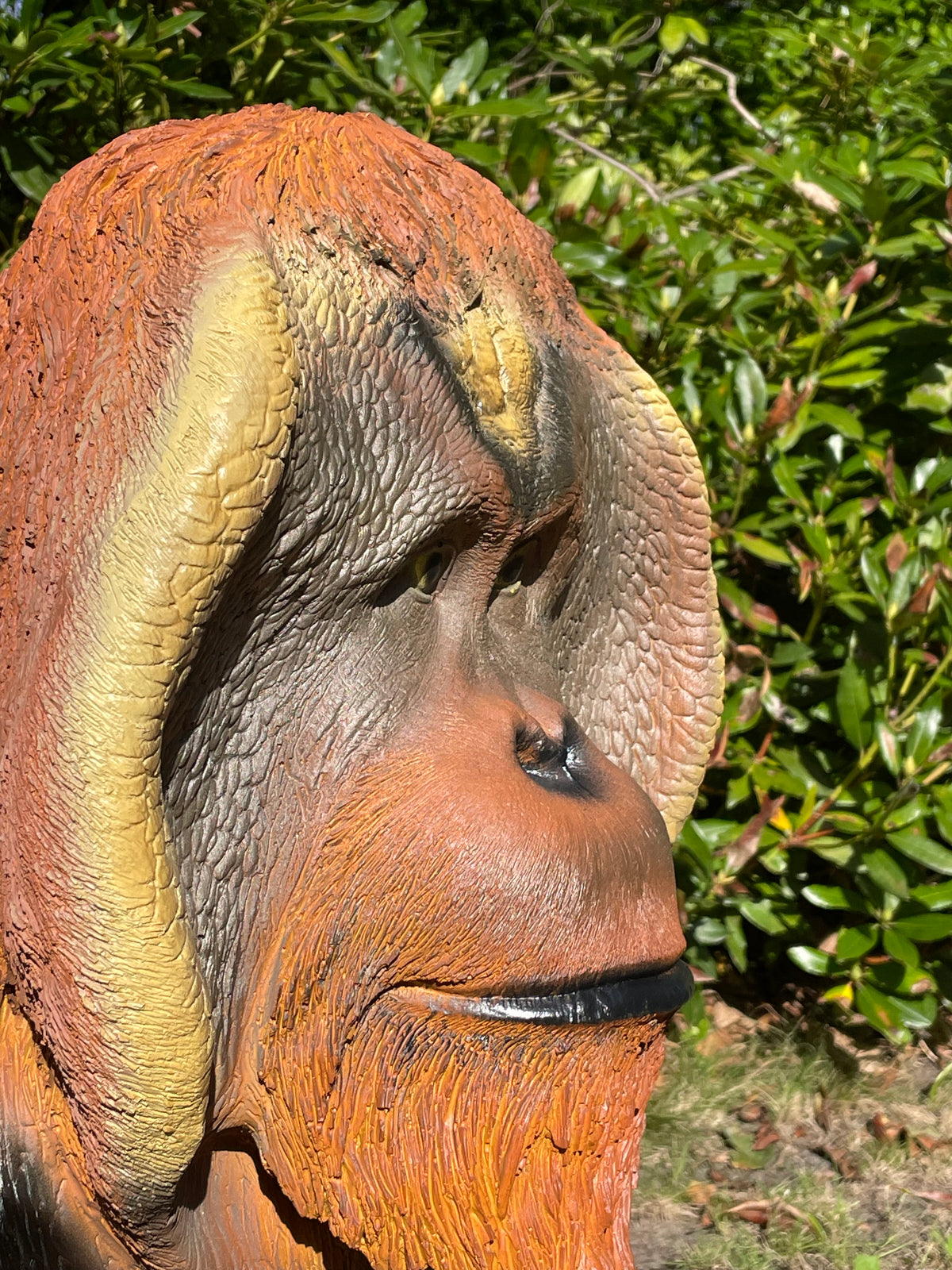 Orang Oetan  tuin, zwembad, vijver 80cm