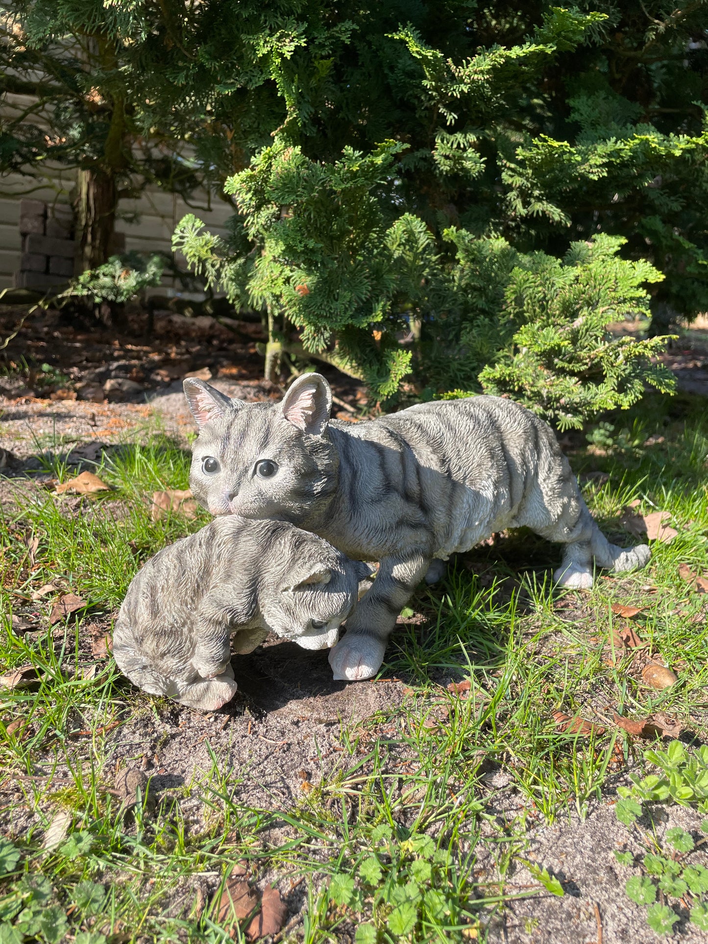 Poes, kat, tuin, gazon, kitten, boerderij 50cm