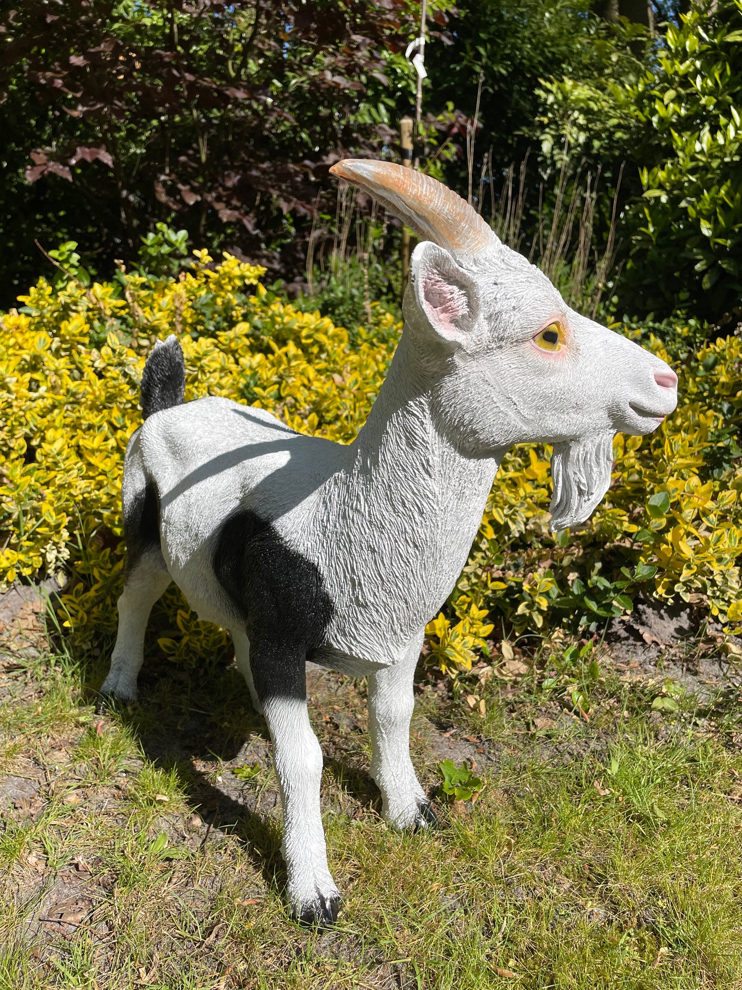 Beeld Bok Geit witte sik tuin, gazon, boerderij 60cm
