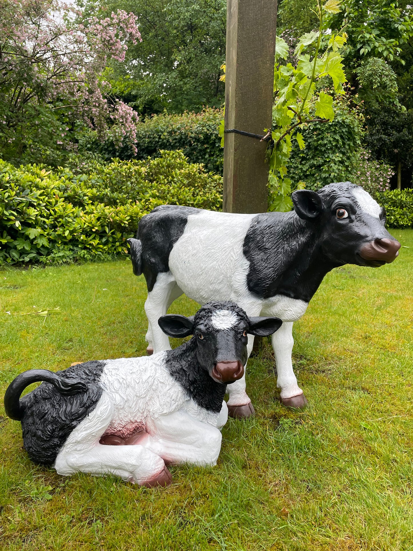 Koe kalf tuin, vijver, boerderij, dierentuin 75cm