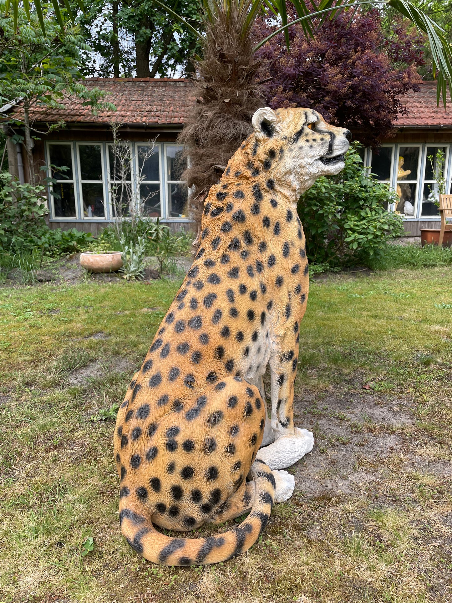 Tuinbeeld cheeta zittend gazon, tuin, dierentuin, 95 cm