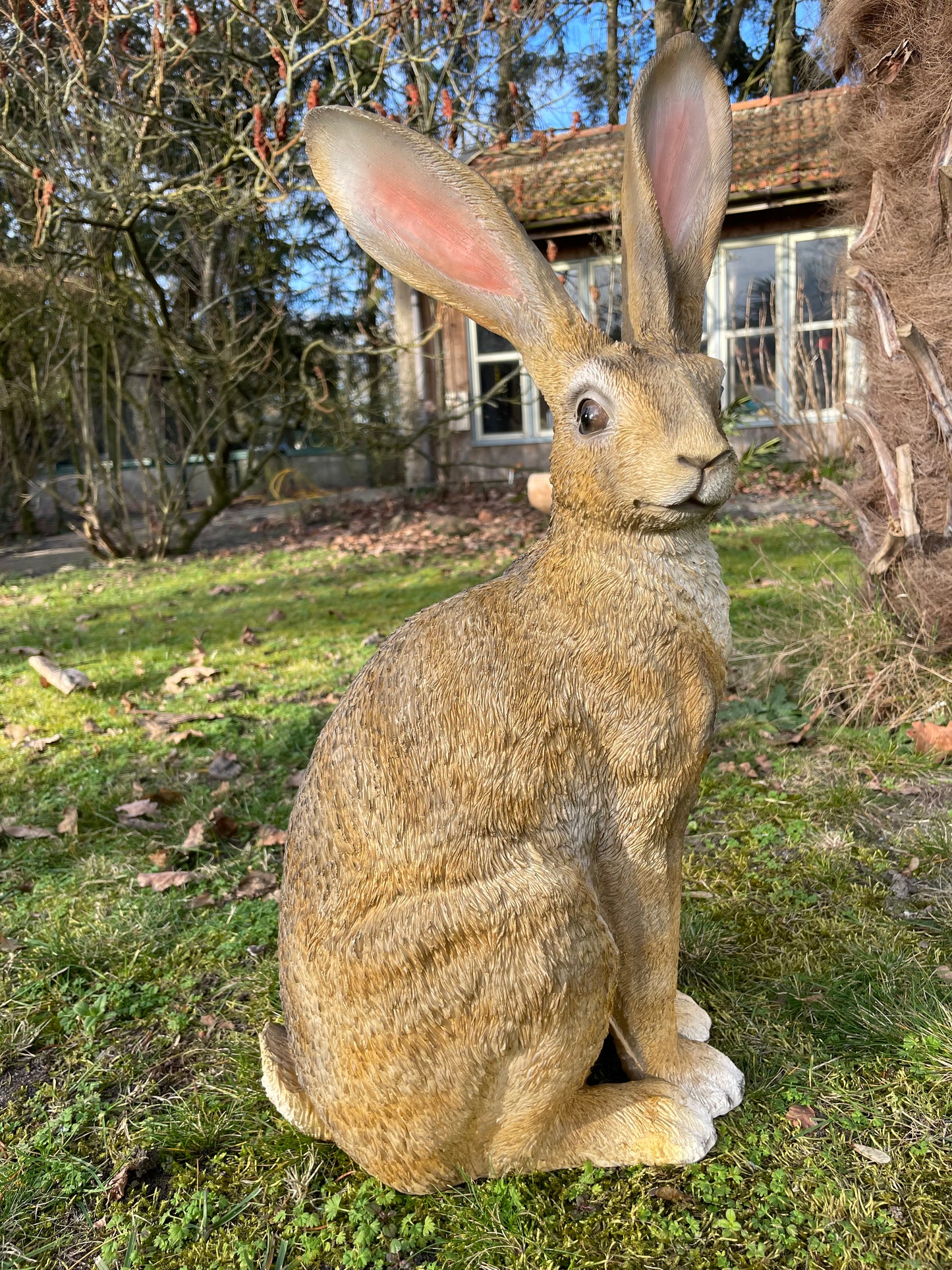 (Tuin)Beeld haas, zittend, konijn, vijver 54cm