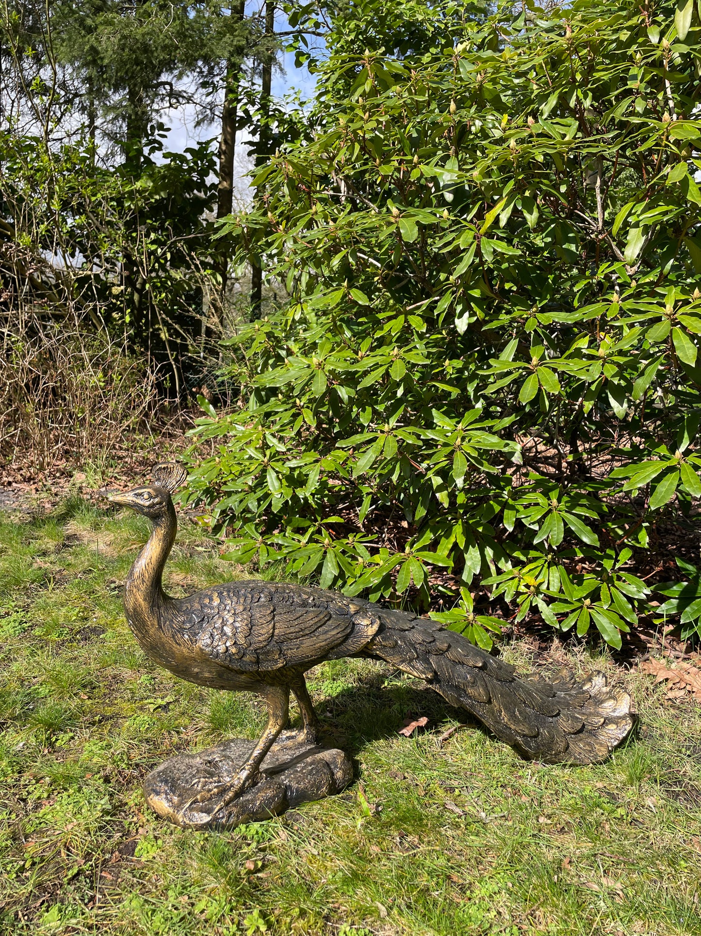 (Tuin)Beeld pauw, tuin, zwembad, vijver 80cm