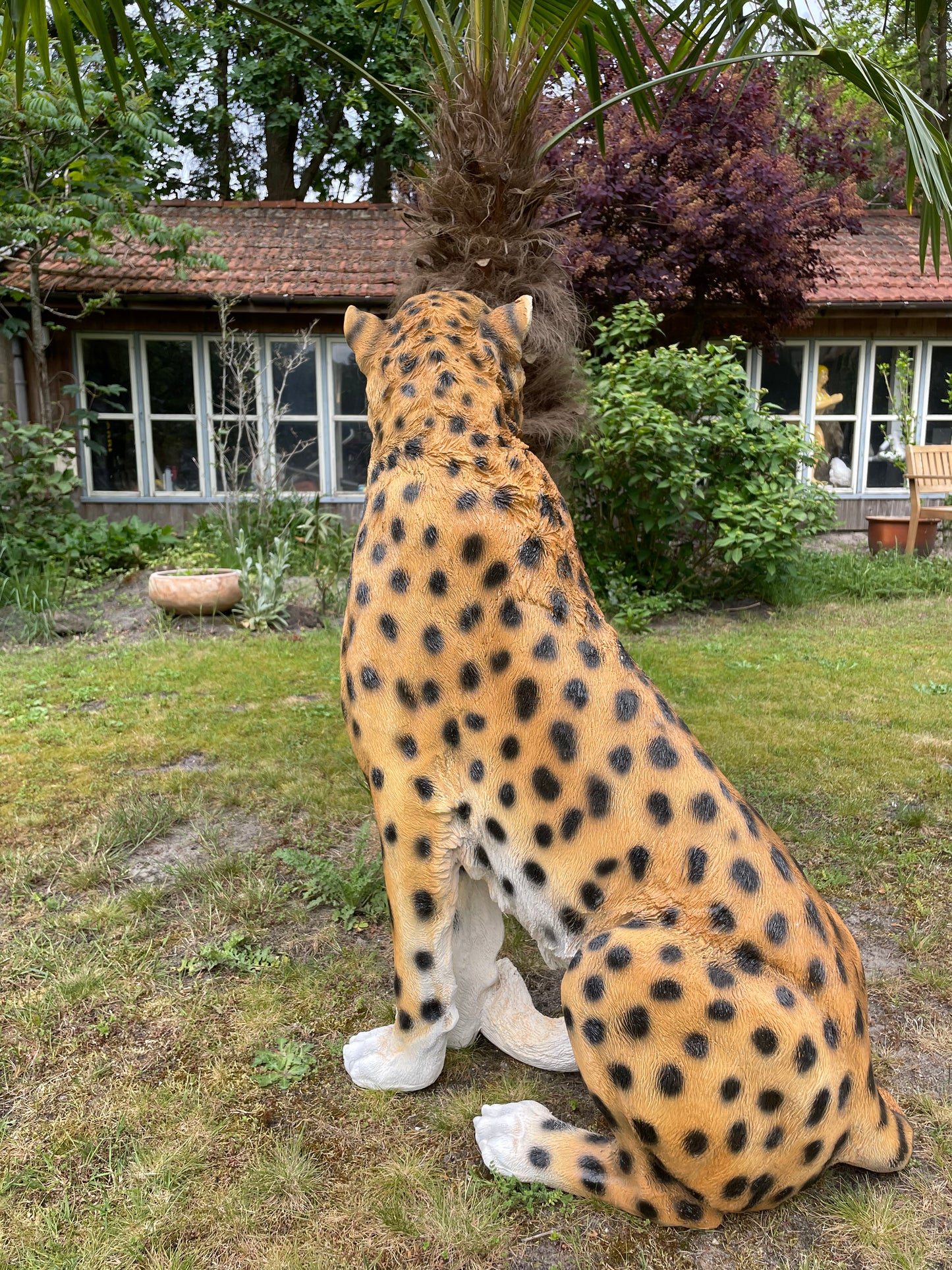 Tuinbeeld cheeta zittend gazon, tuin, dierentuin, 95 cm