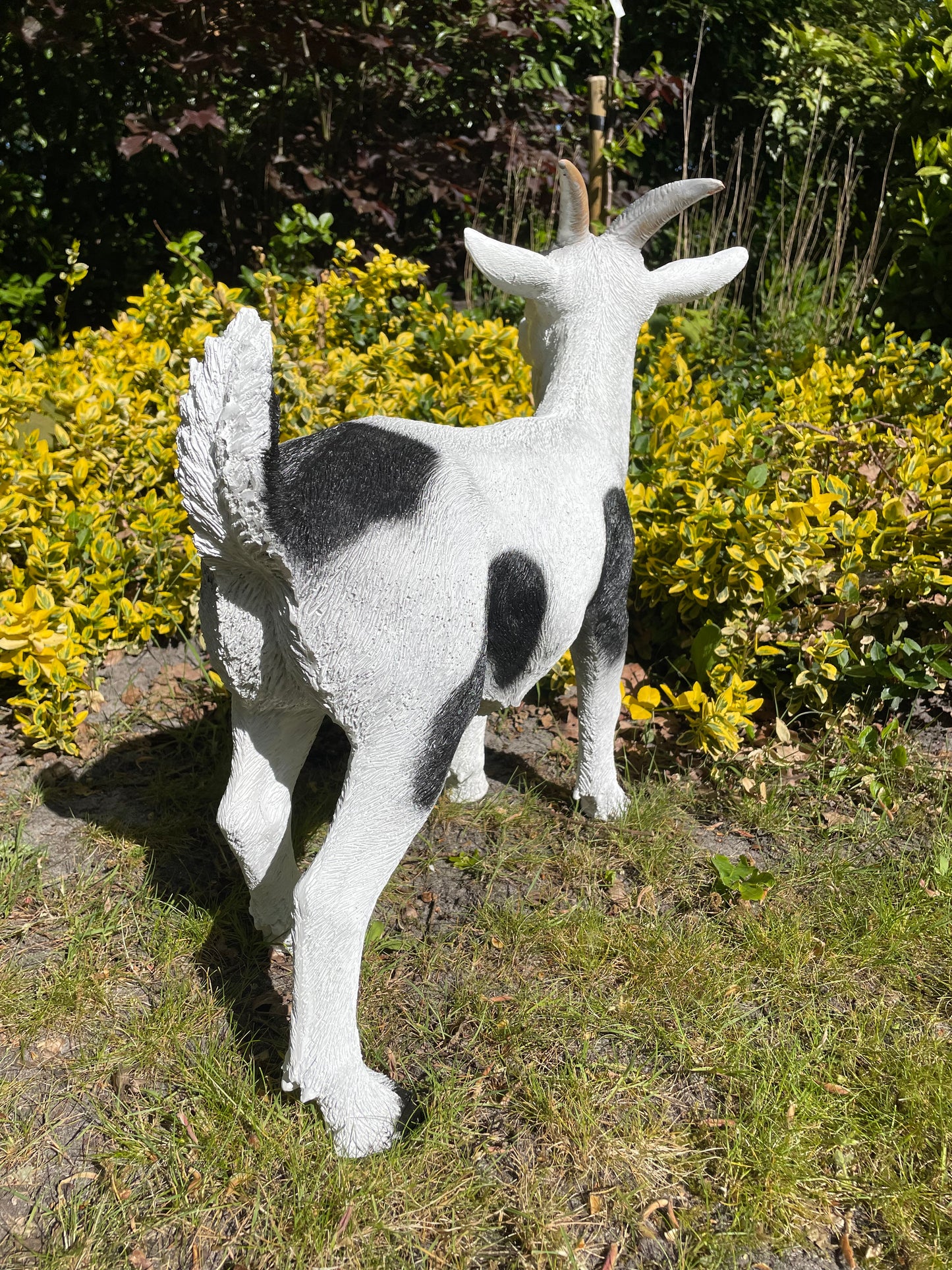 Beeld Bok Geit witte sik tuin, gazon, boerderij 60cm