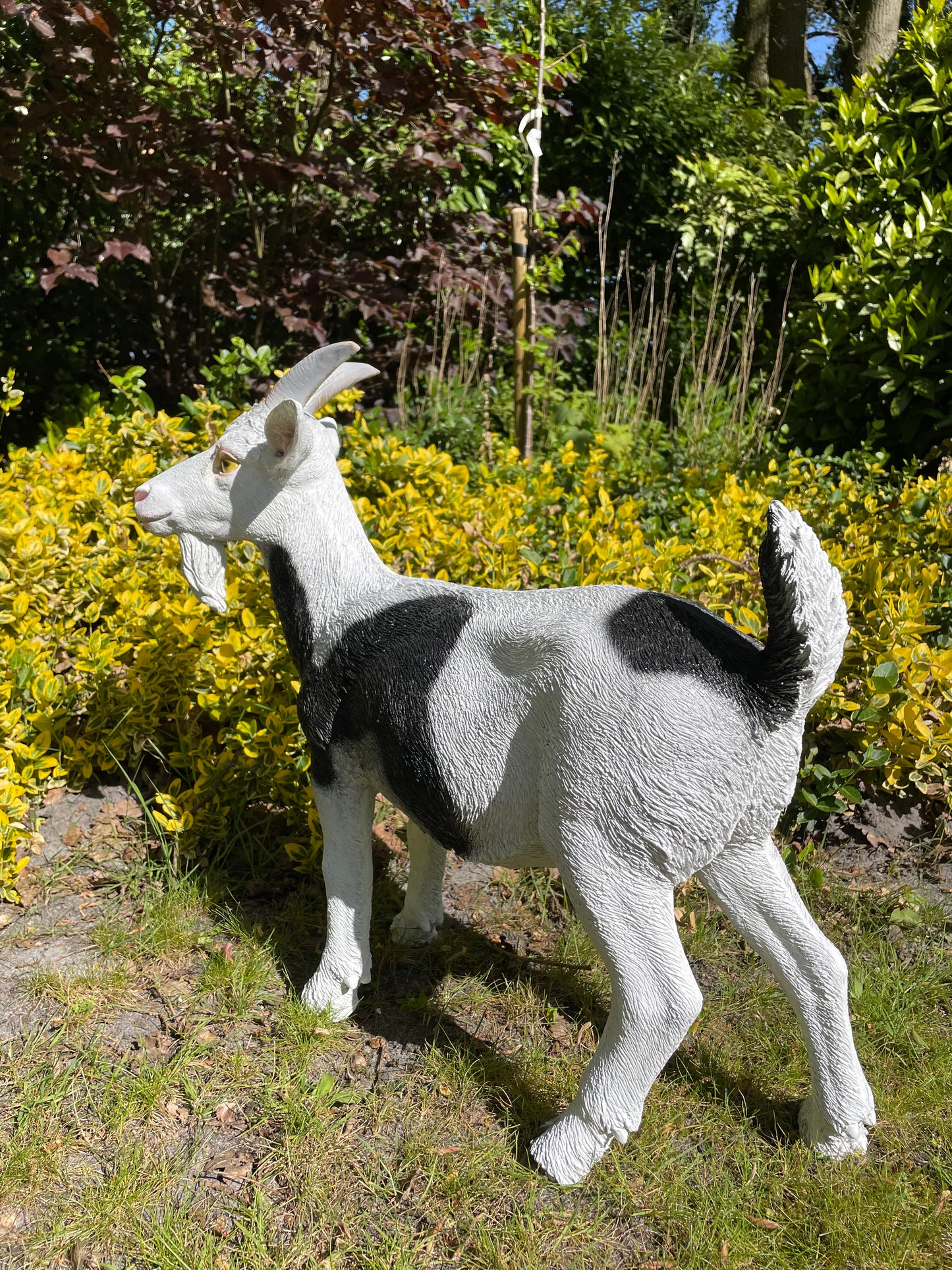 Beeld Bok Geit witte sik tuin, gazon, boerderij 60cm