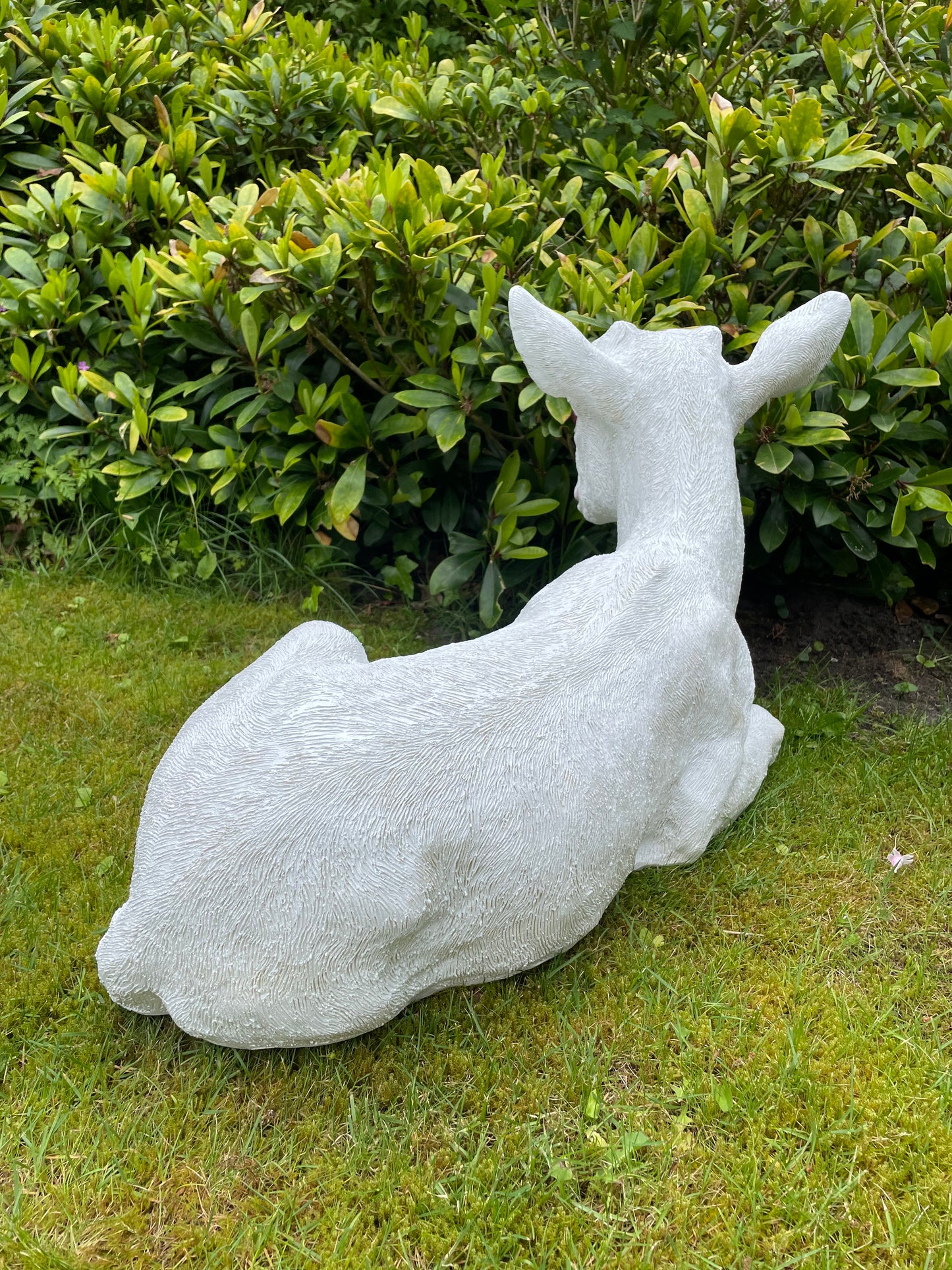 Beeld Geit wit liggend tuin, gazon, boerderij 75cm