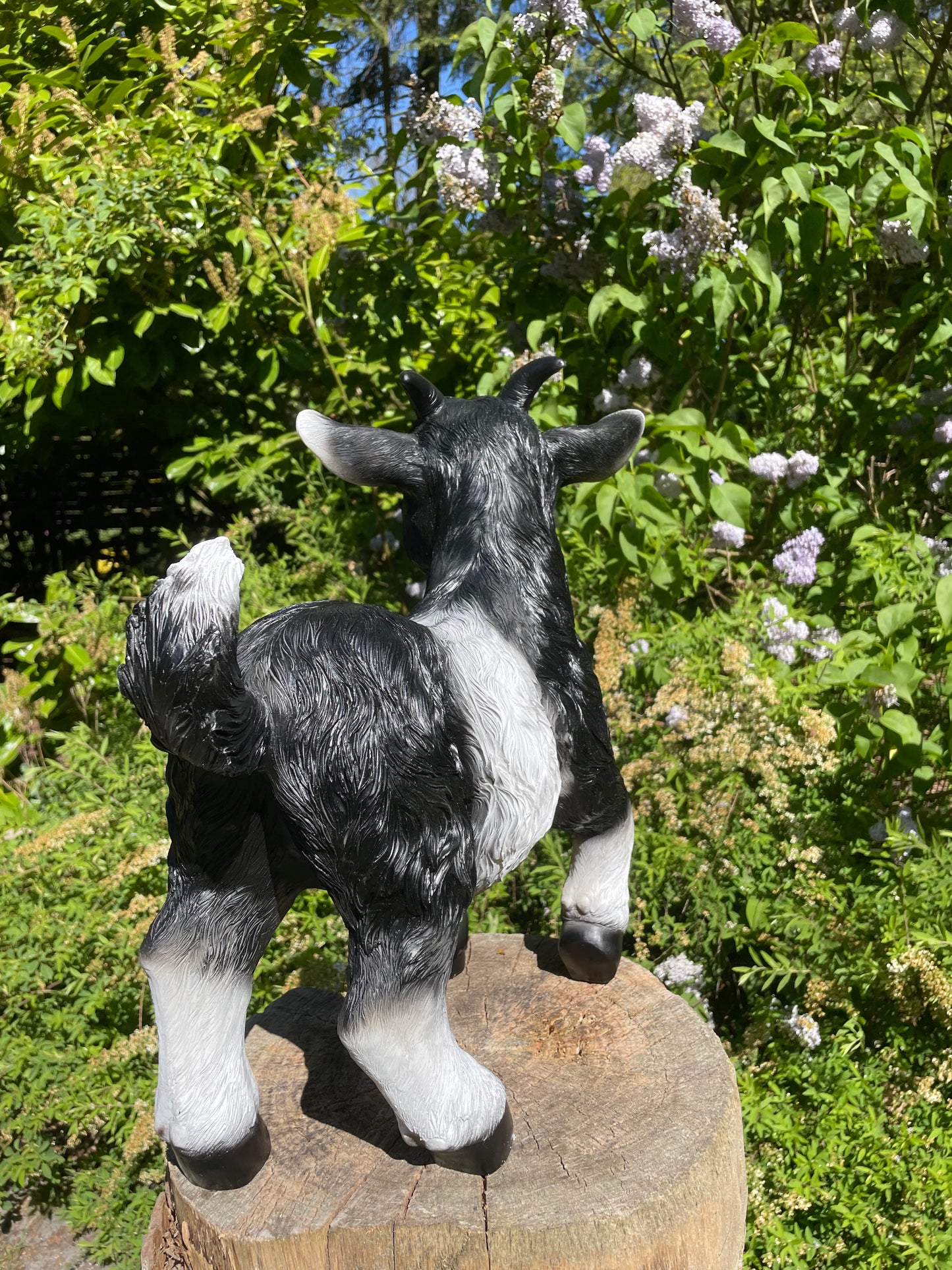 Geitjes, zwart/wit, tuin, boerderij, dierentuin 45cm
