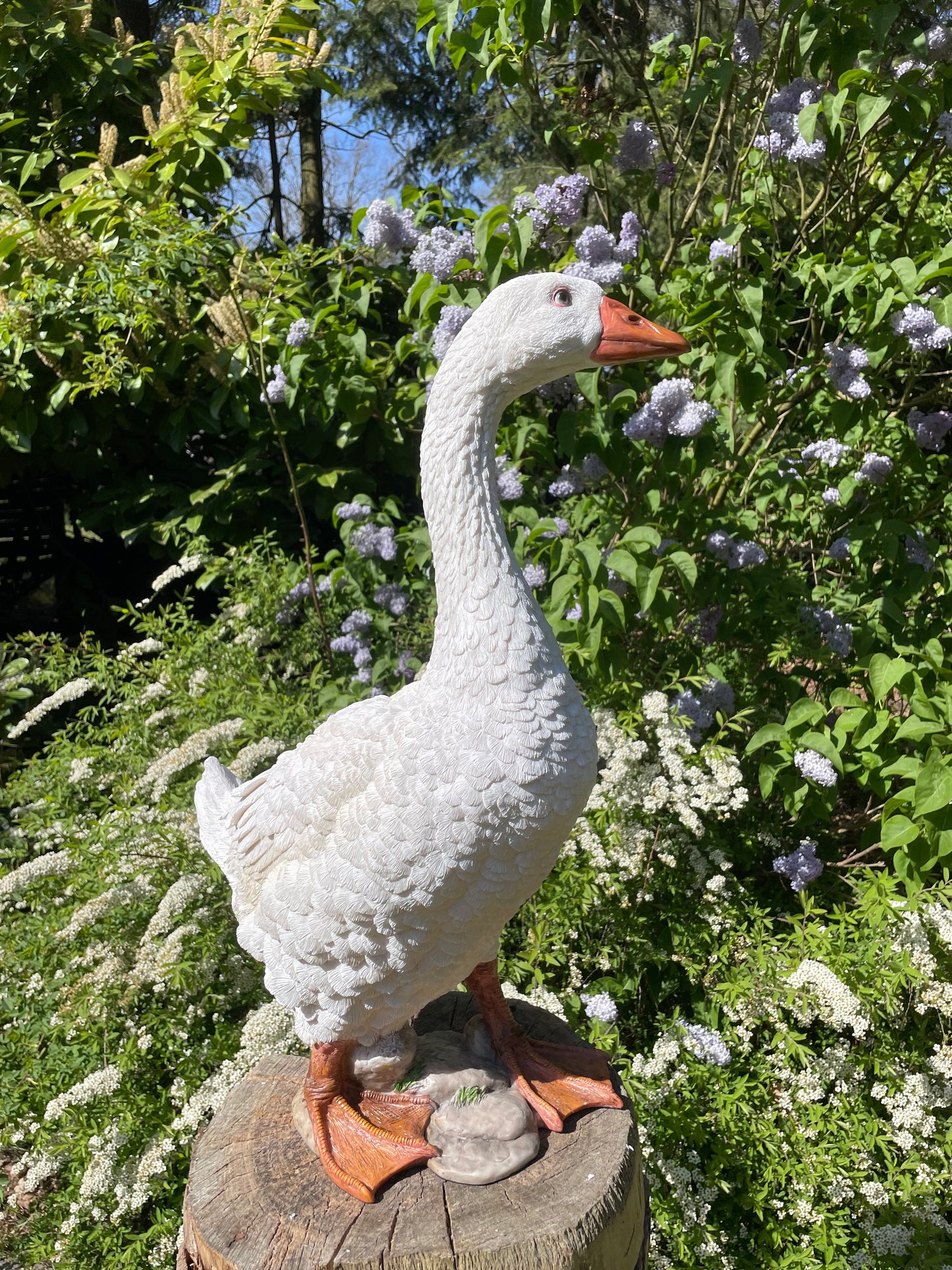 Beeld Gans wit, tuin, zwembad, vijver, boerderij 60cm