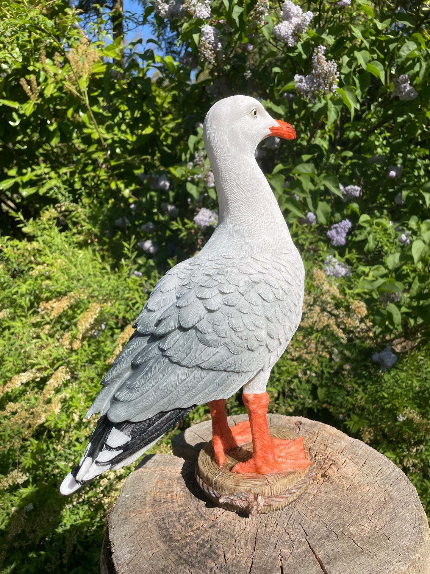 Meeuw, vogel, tuin, boerderij, vijver, zee 30cm