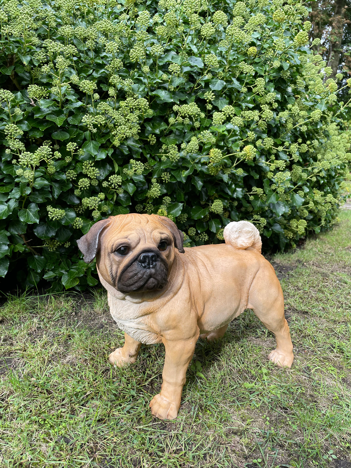 Mops hondje staand 50cm