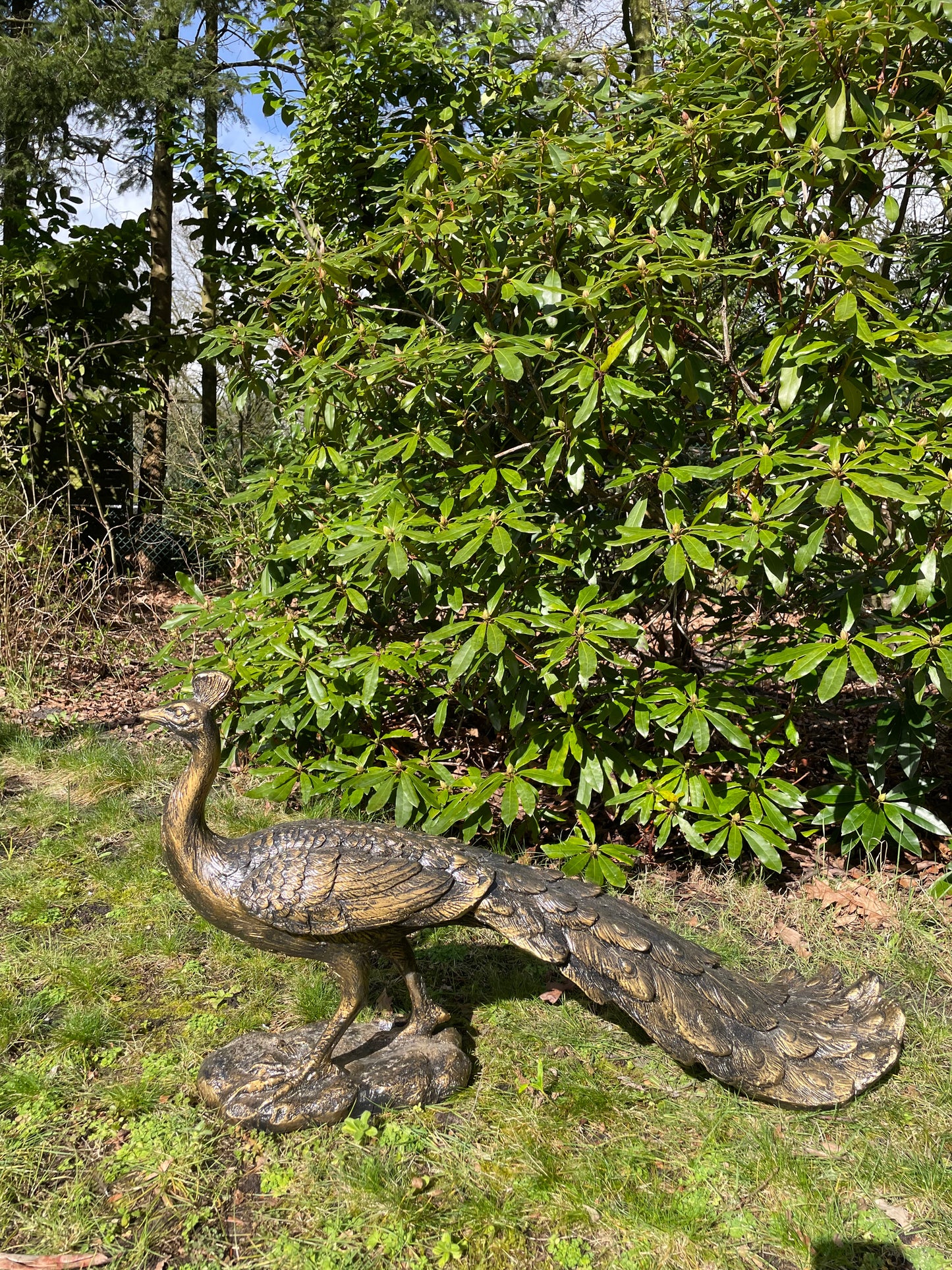 (Tuin)Beeld pauw, tuin, zwembad, vijver 80cm