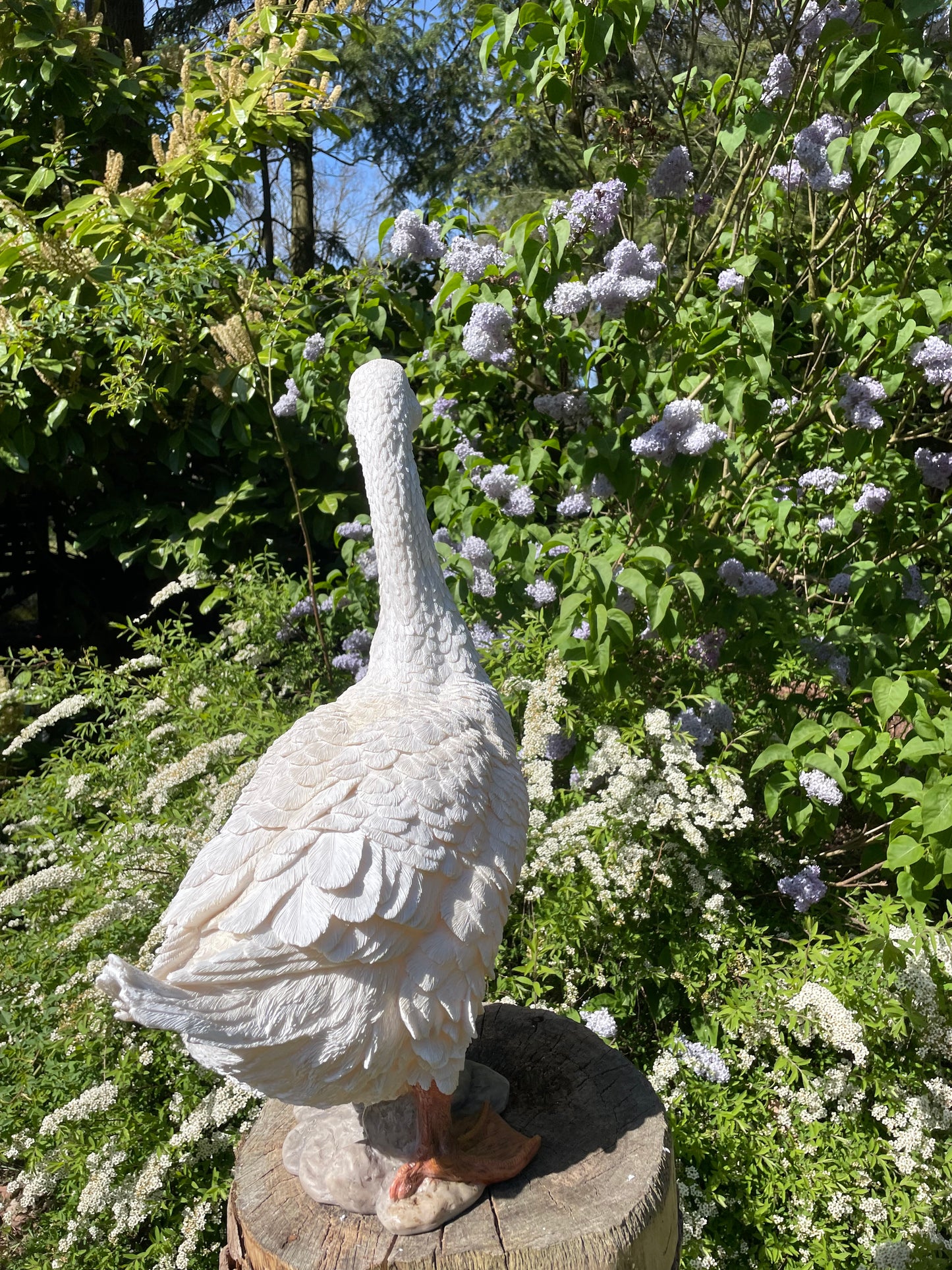 Beeld Gans wit, tuin, zwembad, vijver, boerderij 60cm