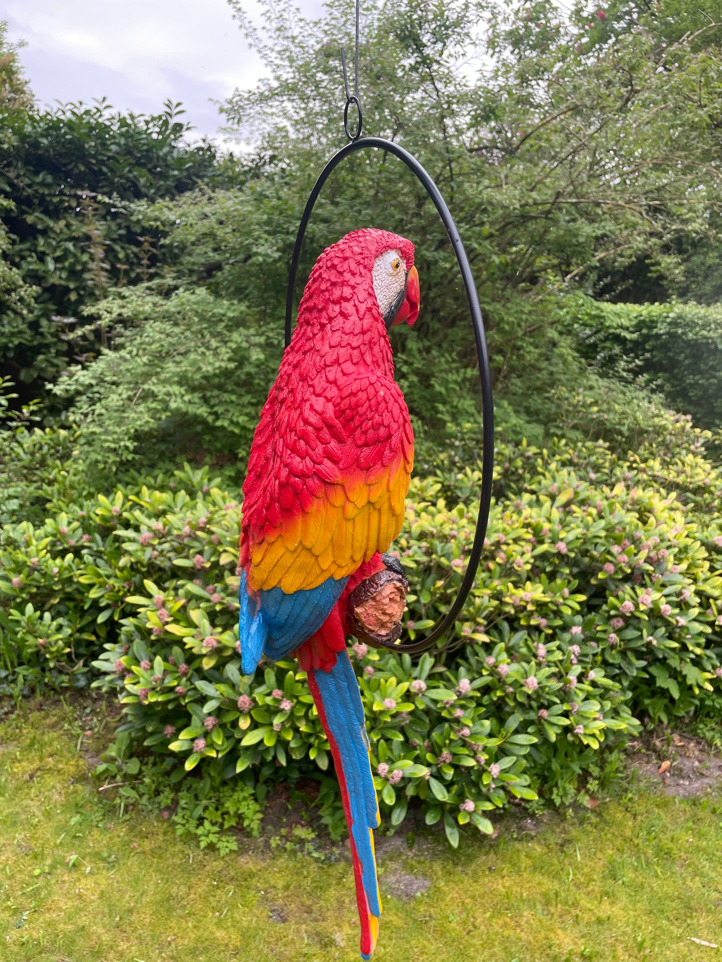 Beeld papegaai Rood tuin, zwembad, vijver, balkon 70cm