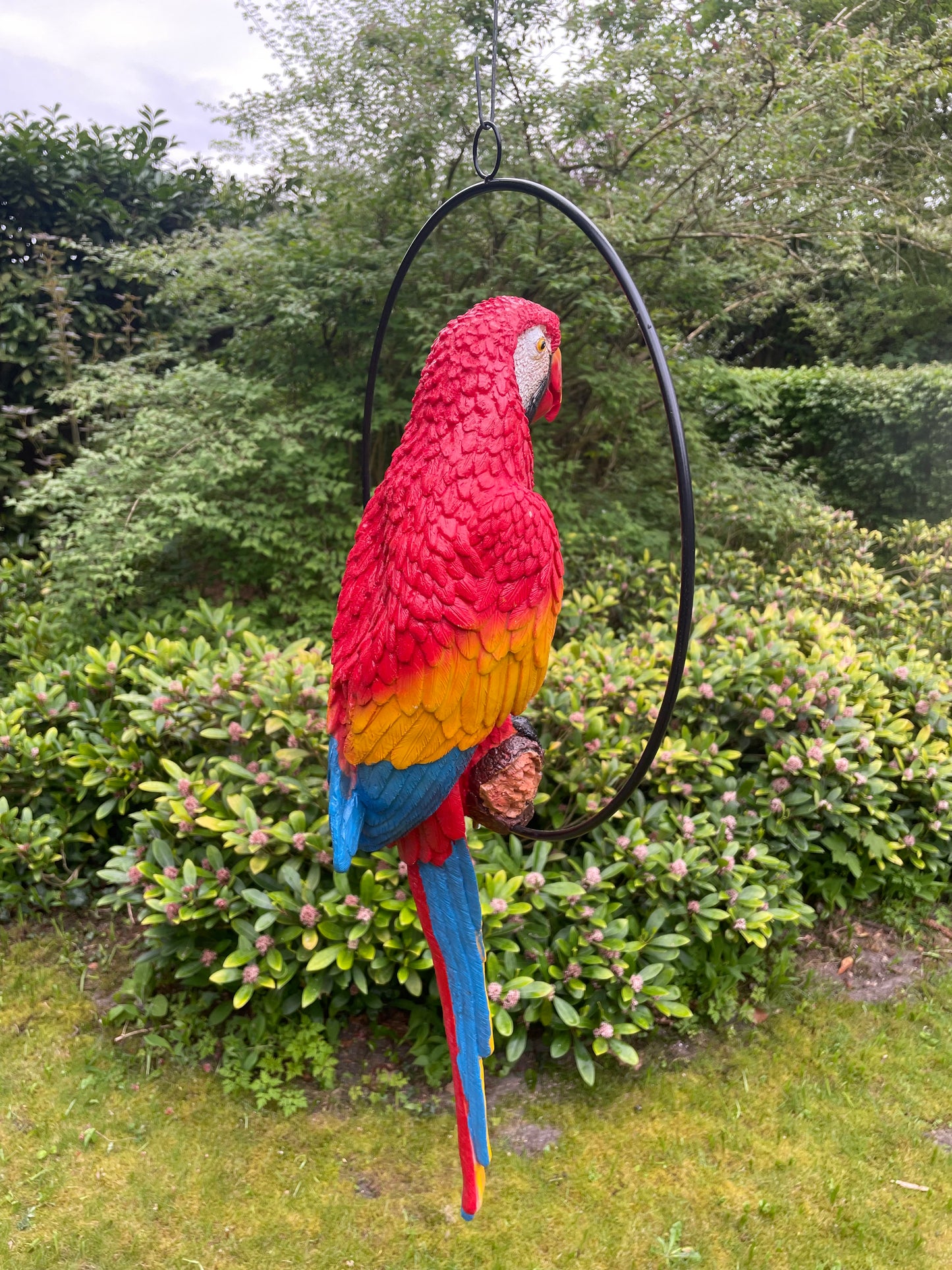 Beeld papegaai Rood tuin, zwembad, vijver, balkon 70cm