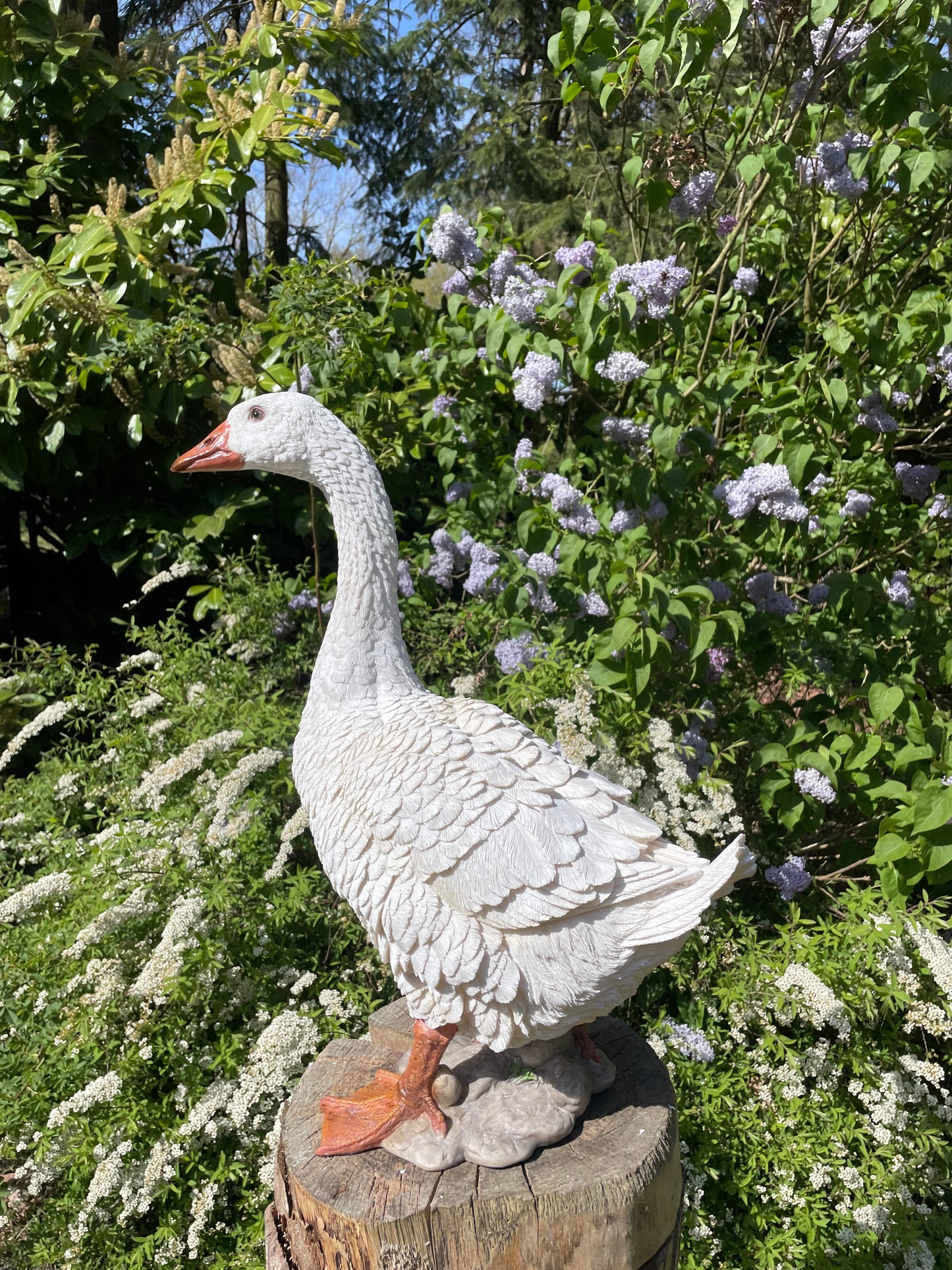 Beeld Gans wit, tuin, zwembad, vijver, boerderij 60cm