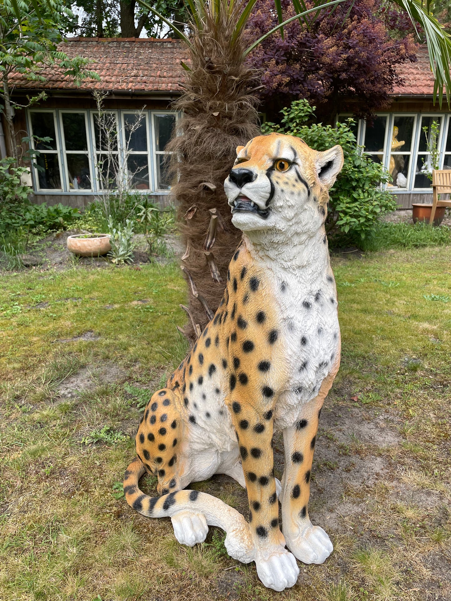 Tuinbeeld cheeta zittend gazon, tuin, dierentuin, 95 cm