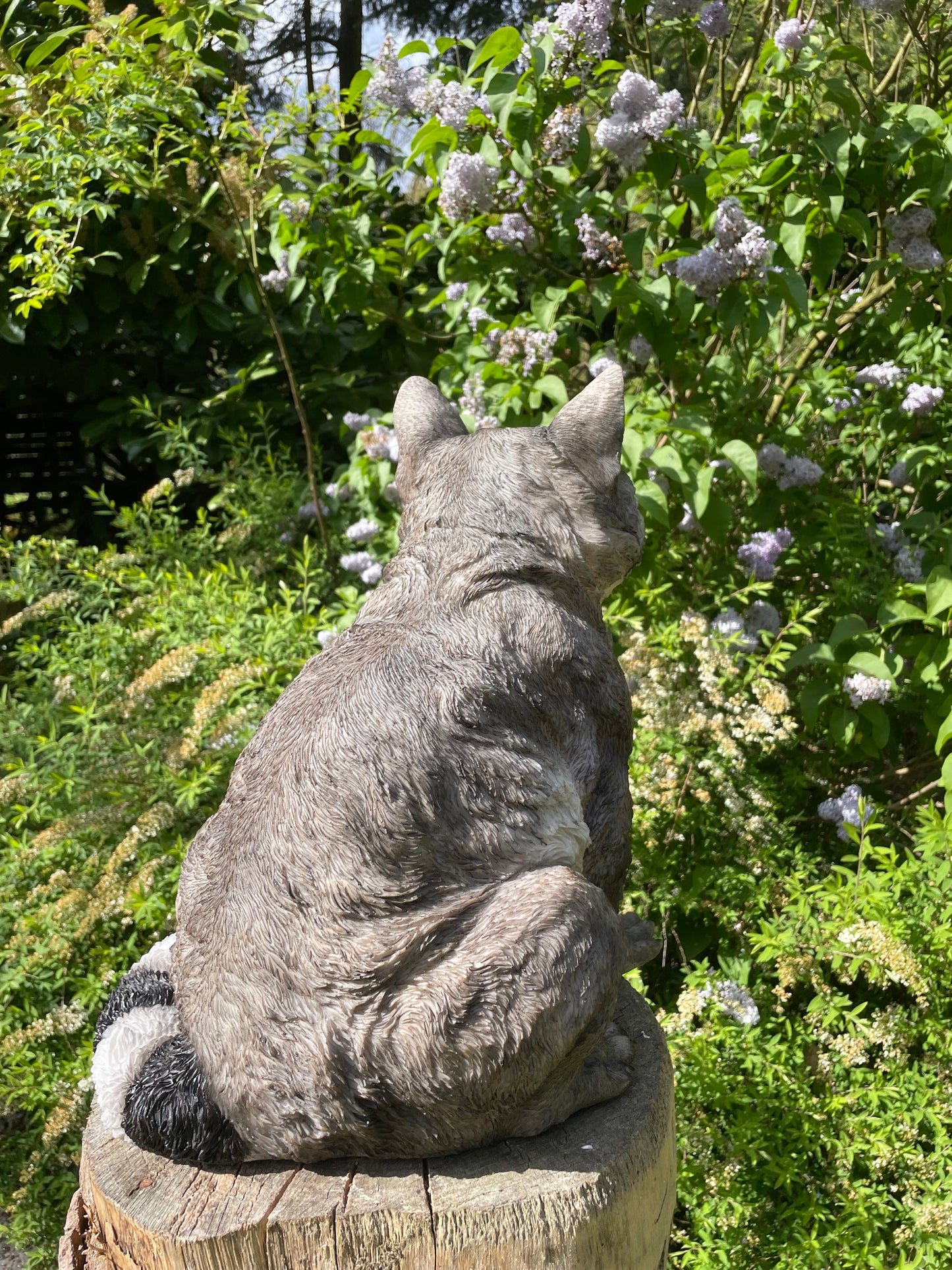 Beeld wasbeer, tuin, vijver, gazon, boerderij 40cm