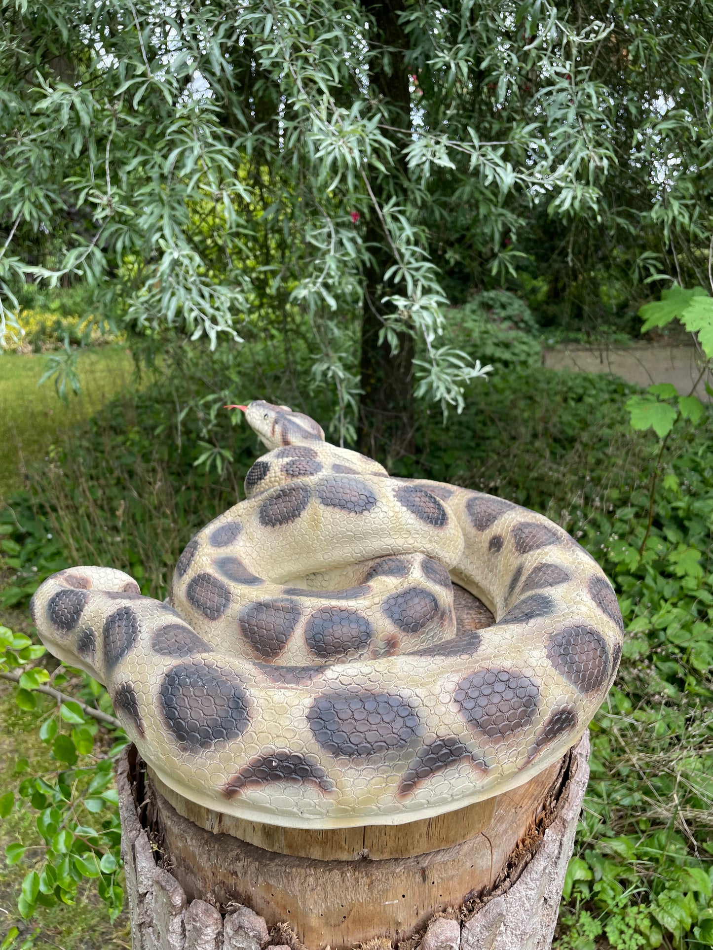 Beeld slang terrarium, dieren, dierentuin 45cm