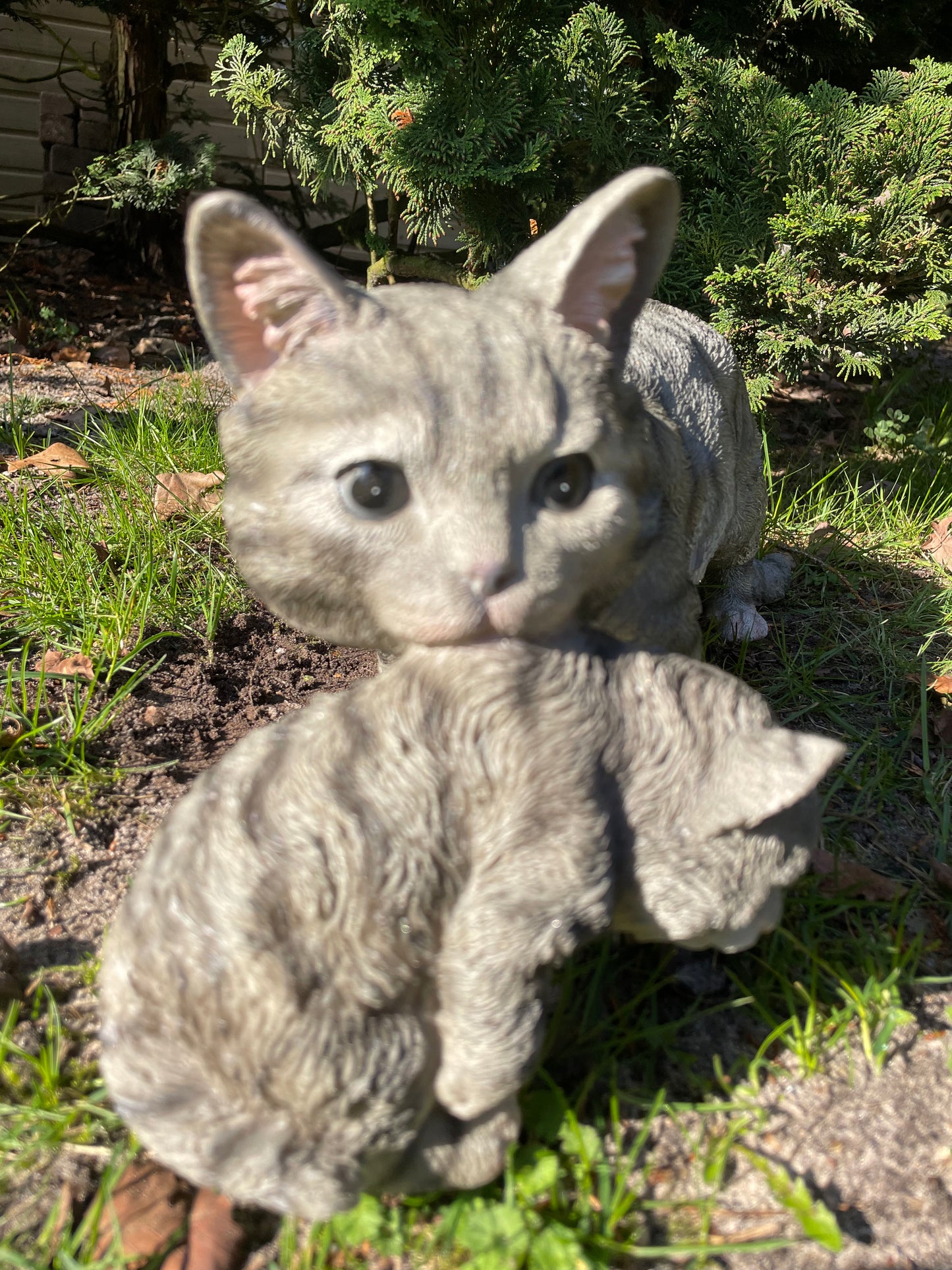 Poes, kat, tuin, gazon, kitten, boerderij 50cm