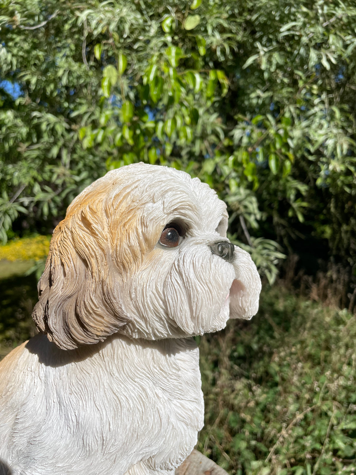 hond Shih Tzu zittend, schoothond, tuin, gazon  30cm