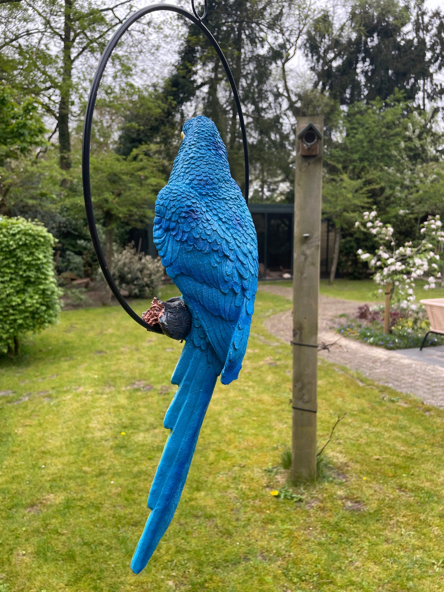 Beeld papegaai Blauw tuin, zwembad, vijver, balkon 50cm