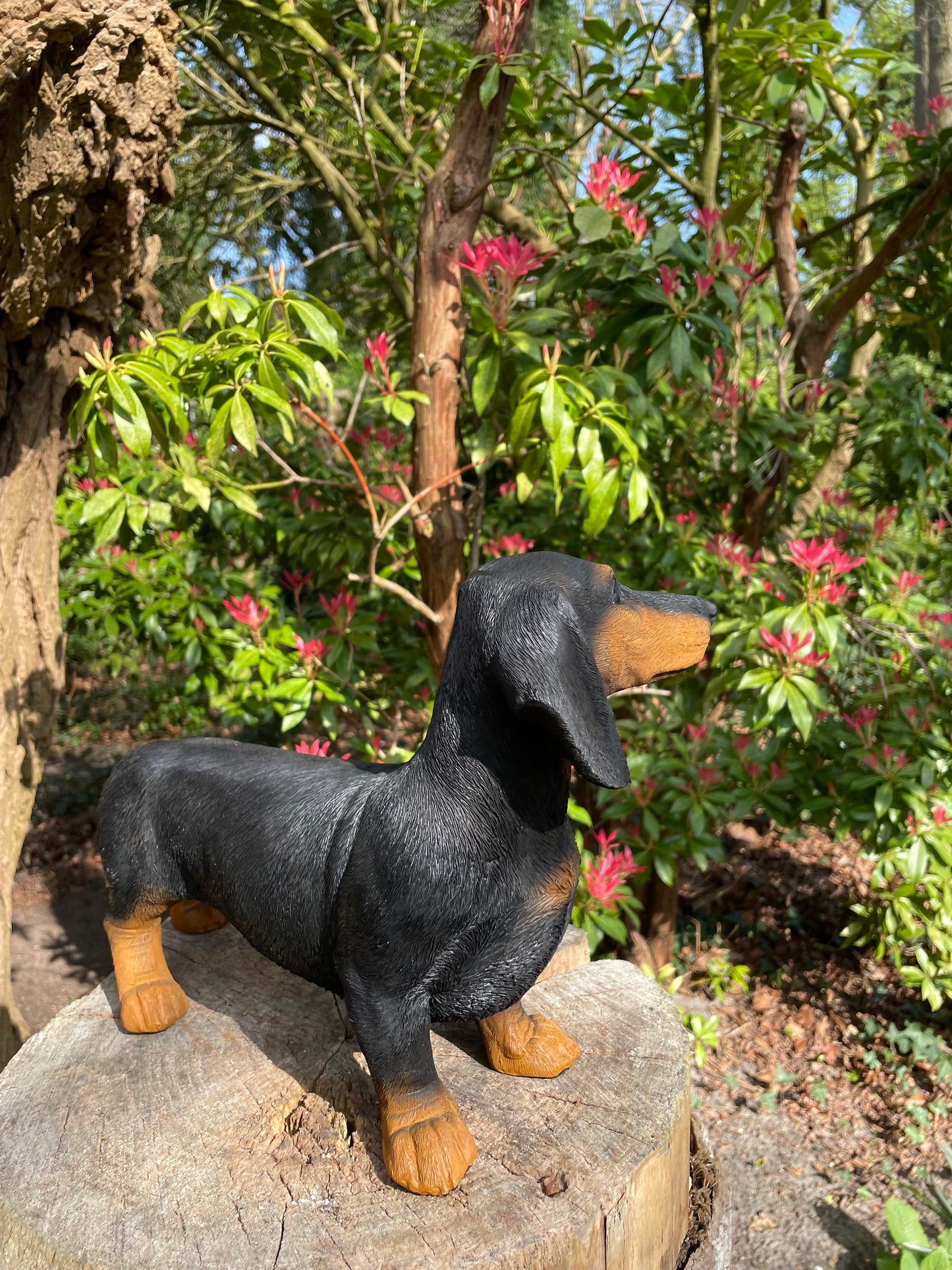 Beeld teckel, tekkel, staand donker hond, tuin, gazon 40 cm