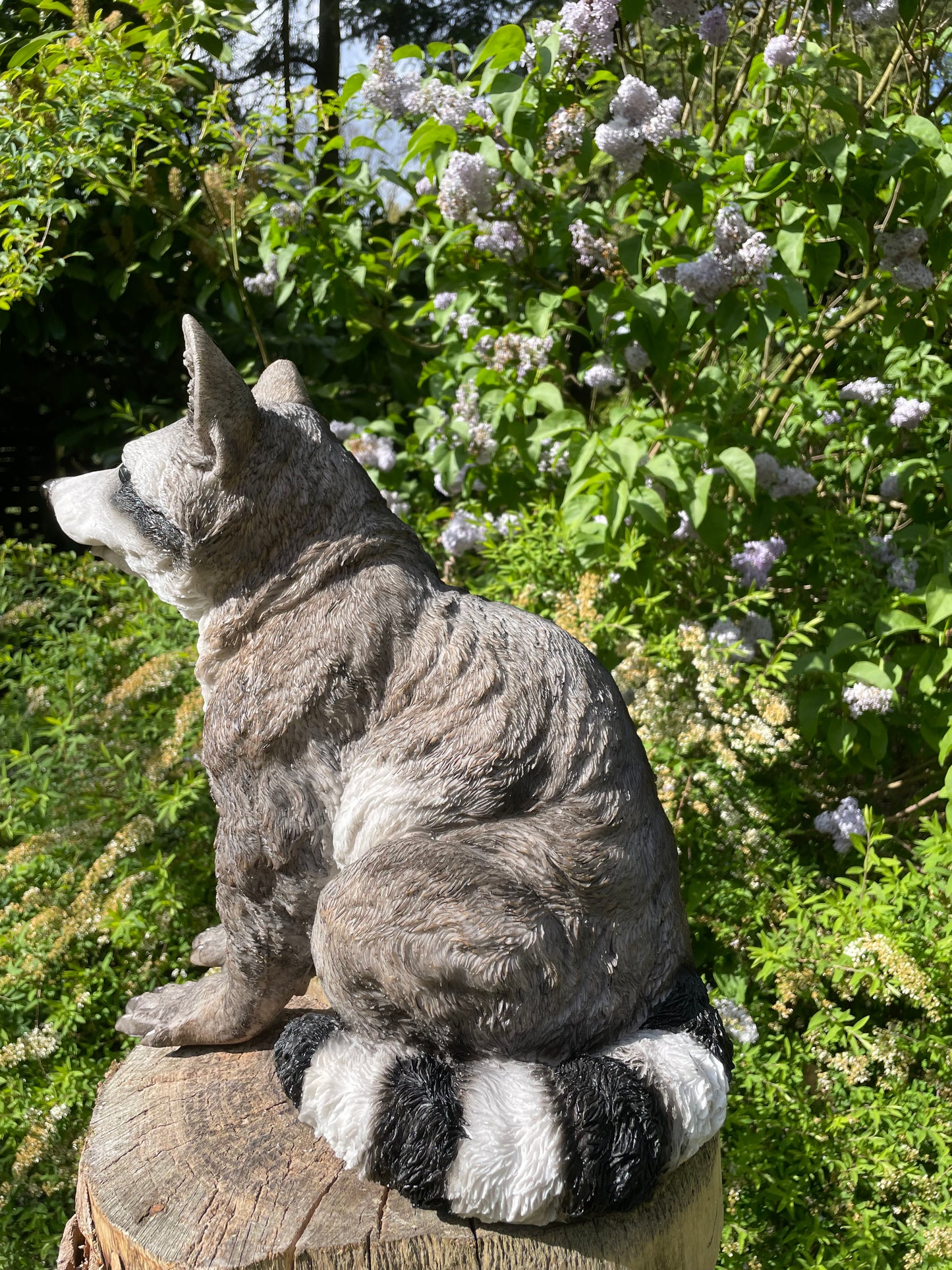 Beeld wasbeer, tuin, vijver, gazon, boerderij 40cm